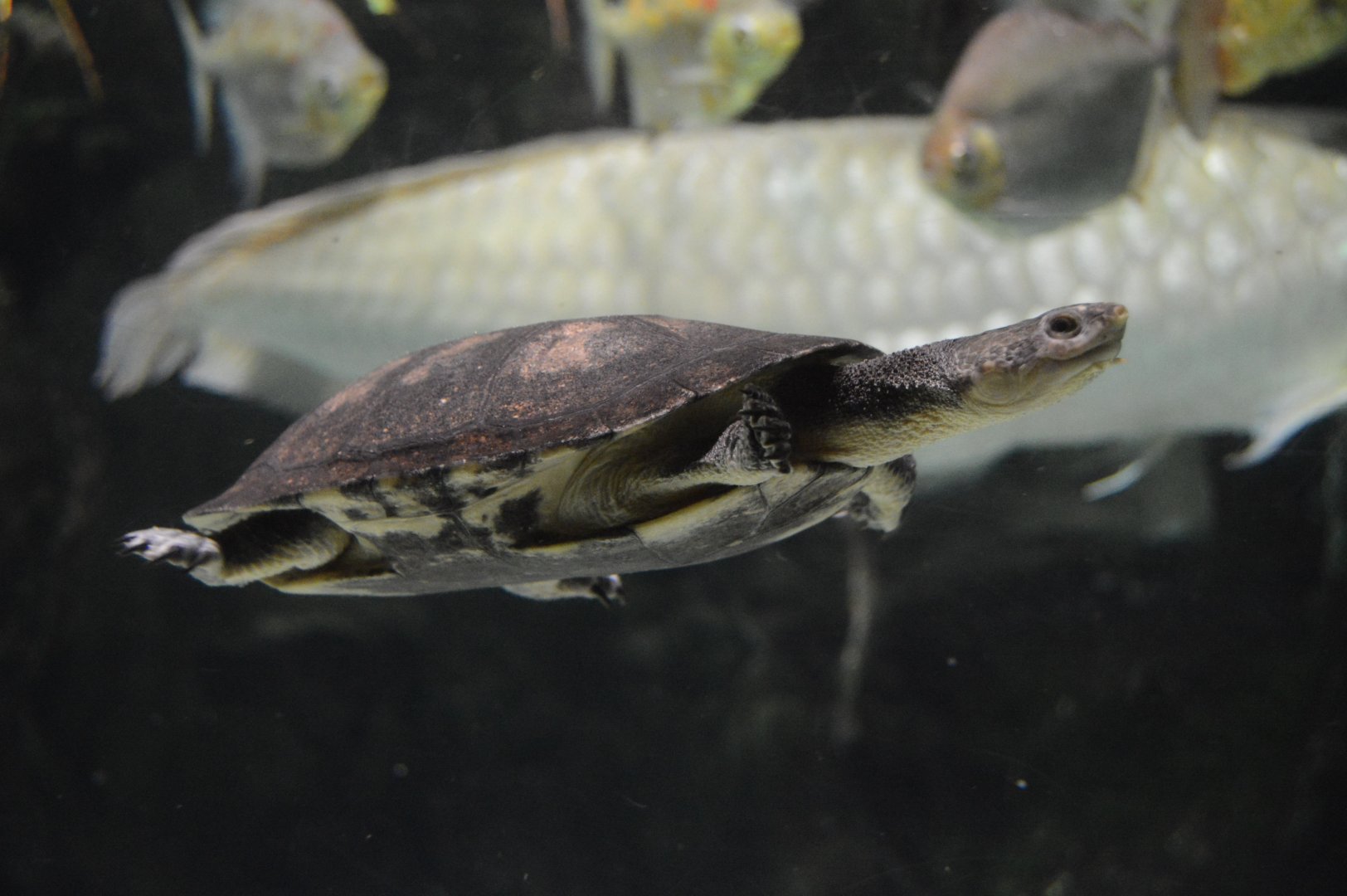 Amazon River Forest - Gibba Toad-headed Turtle (Mesoclemmys gibba)