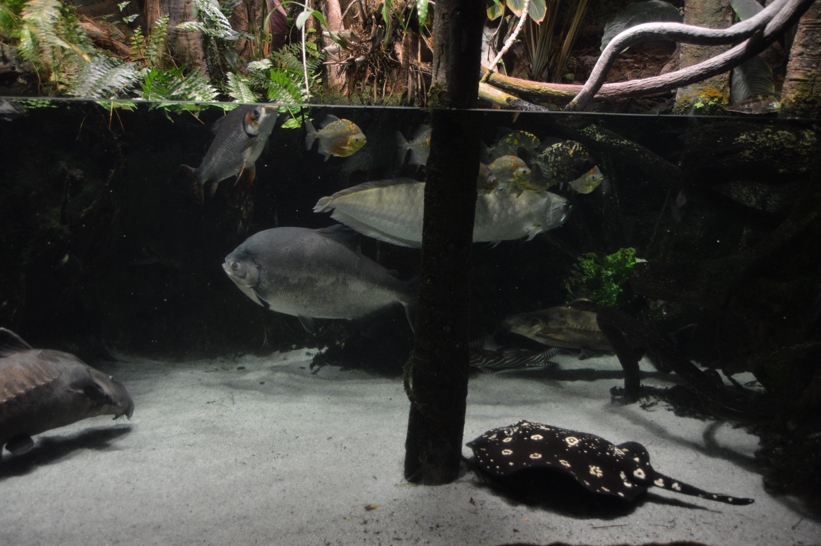 Amazon River Forest - Overview