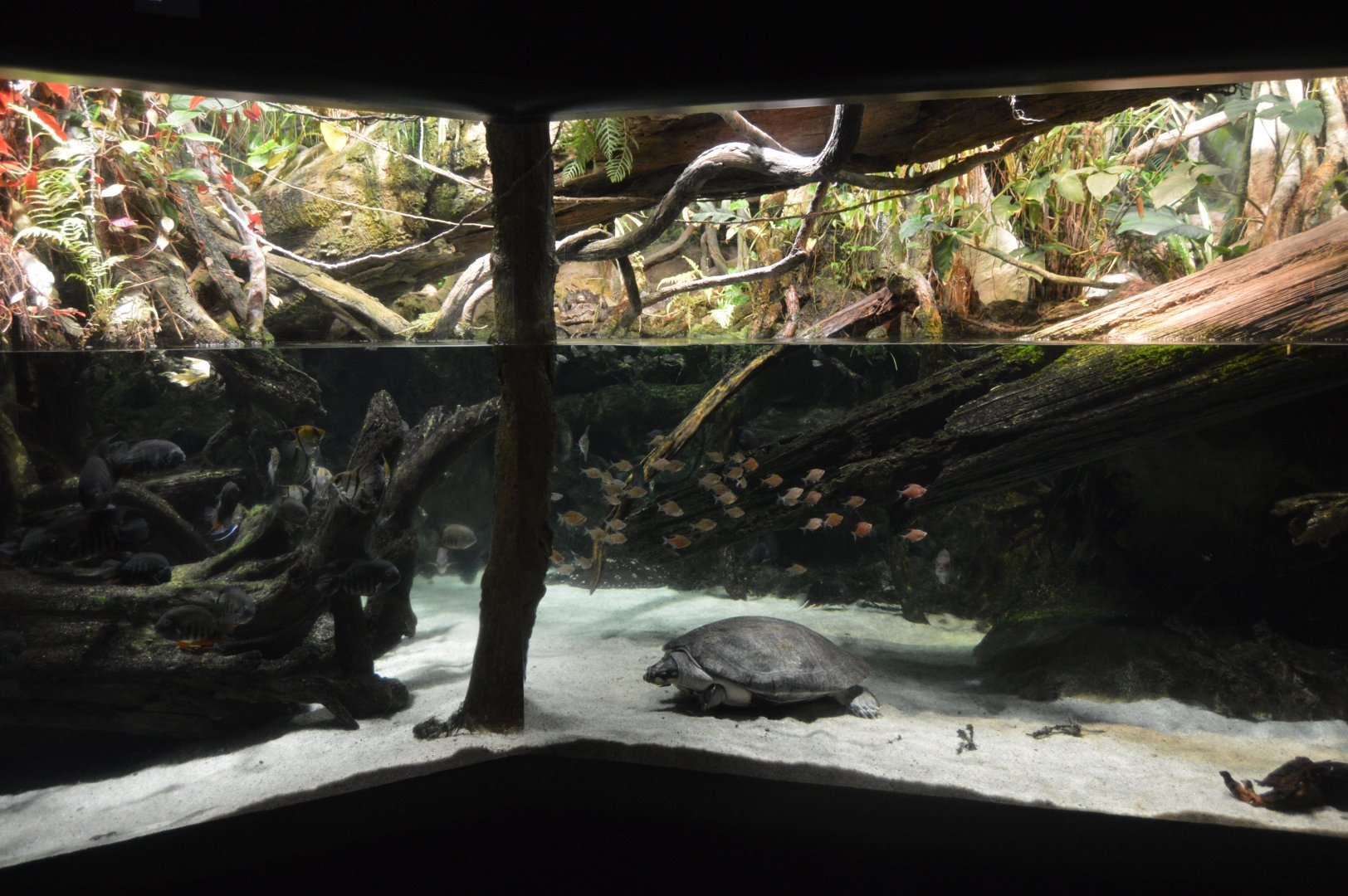 Amazon River Forest - Overview