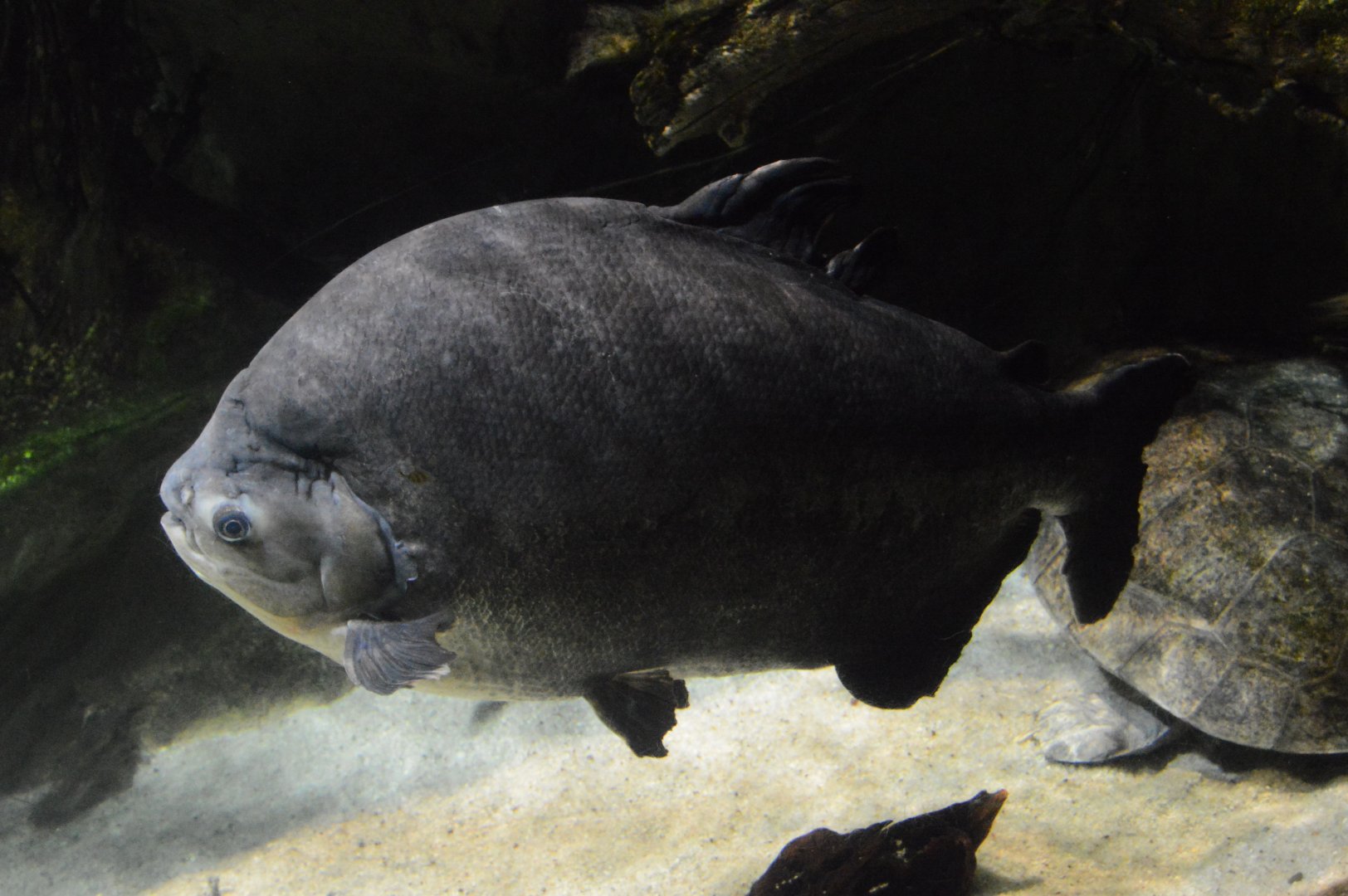Amazon River Forest - Red-bellied Pacu (Piaractus brachypomus)