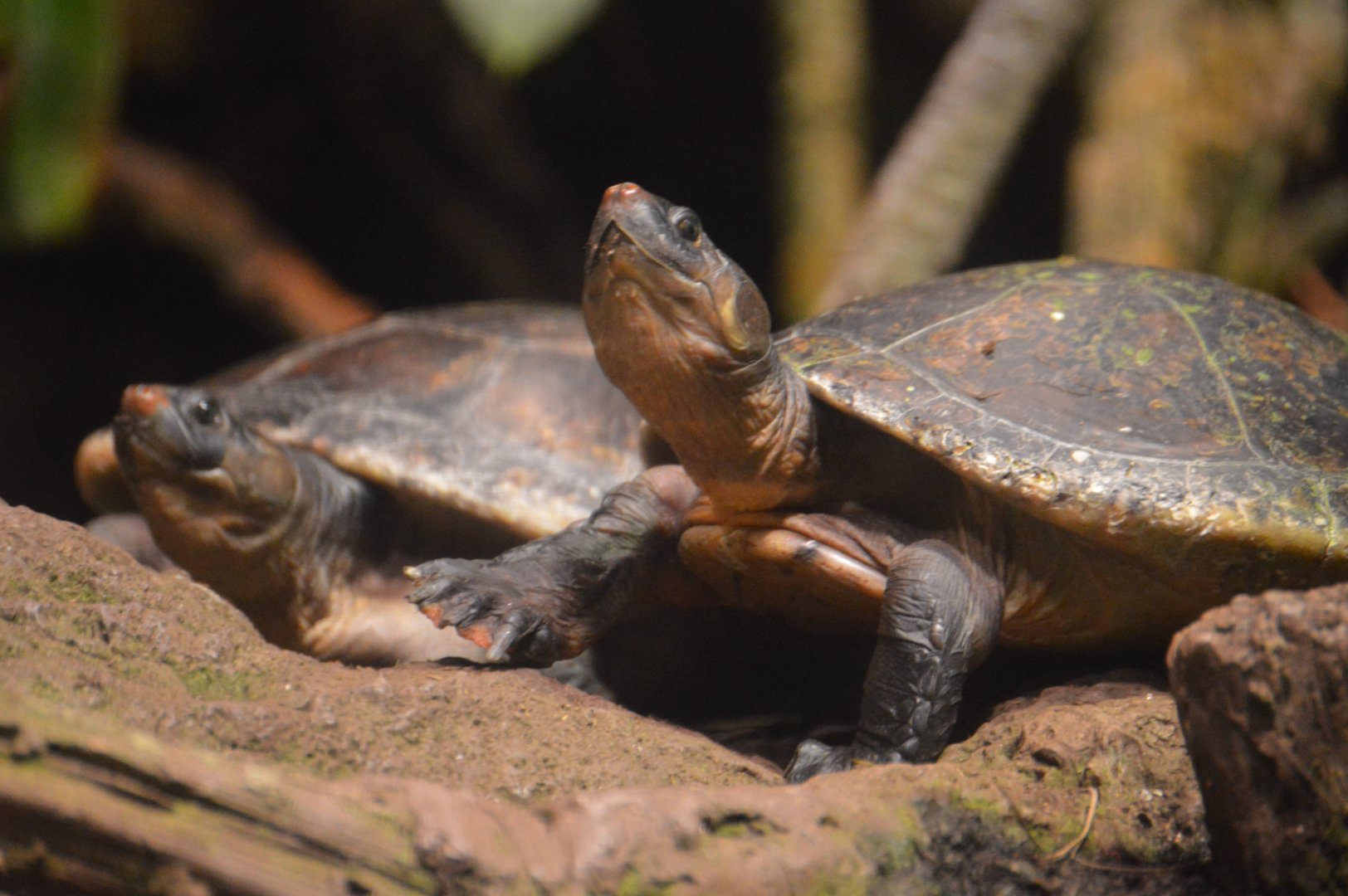 Amazon River Forest - Red-headed Amazon River Turtle (Podocnemis erythrocephala)