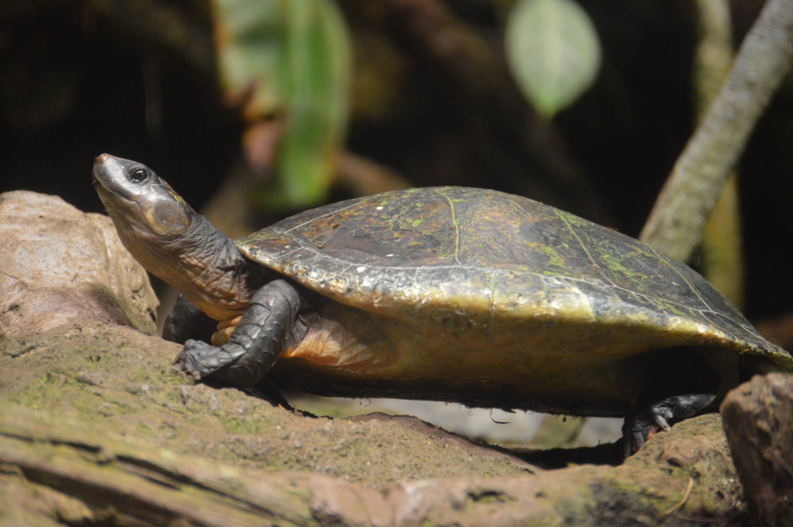 Amazon River Forest - Red-headed Amazon River Turtle (Podocnemis erythrocephala)