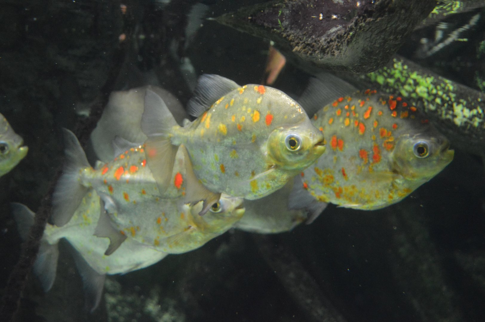 Amazon River Forest - Redhook Pacu (Myloplus rubripinnis)
