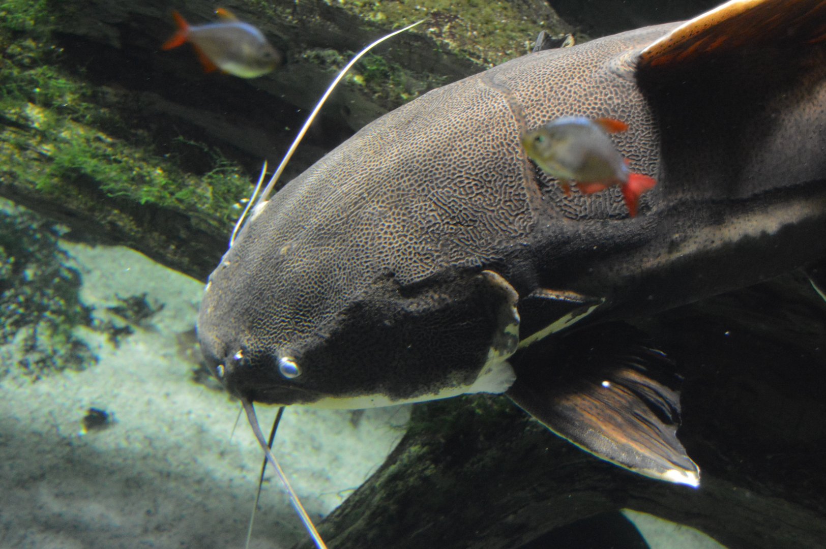 Amazon River Forest - Redtail Catfish (Phractocephalus hemioliopterus)