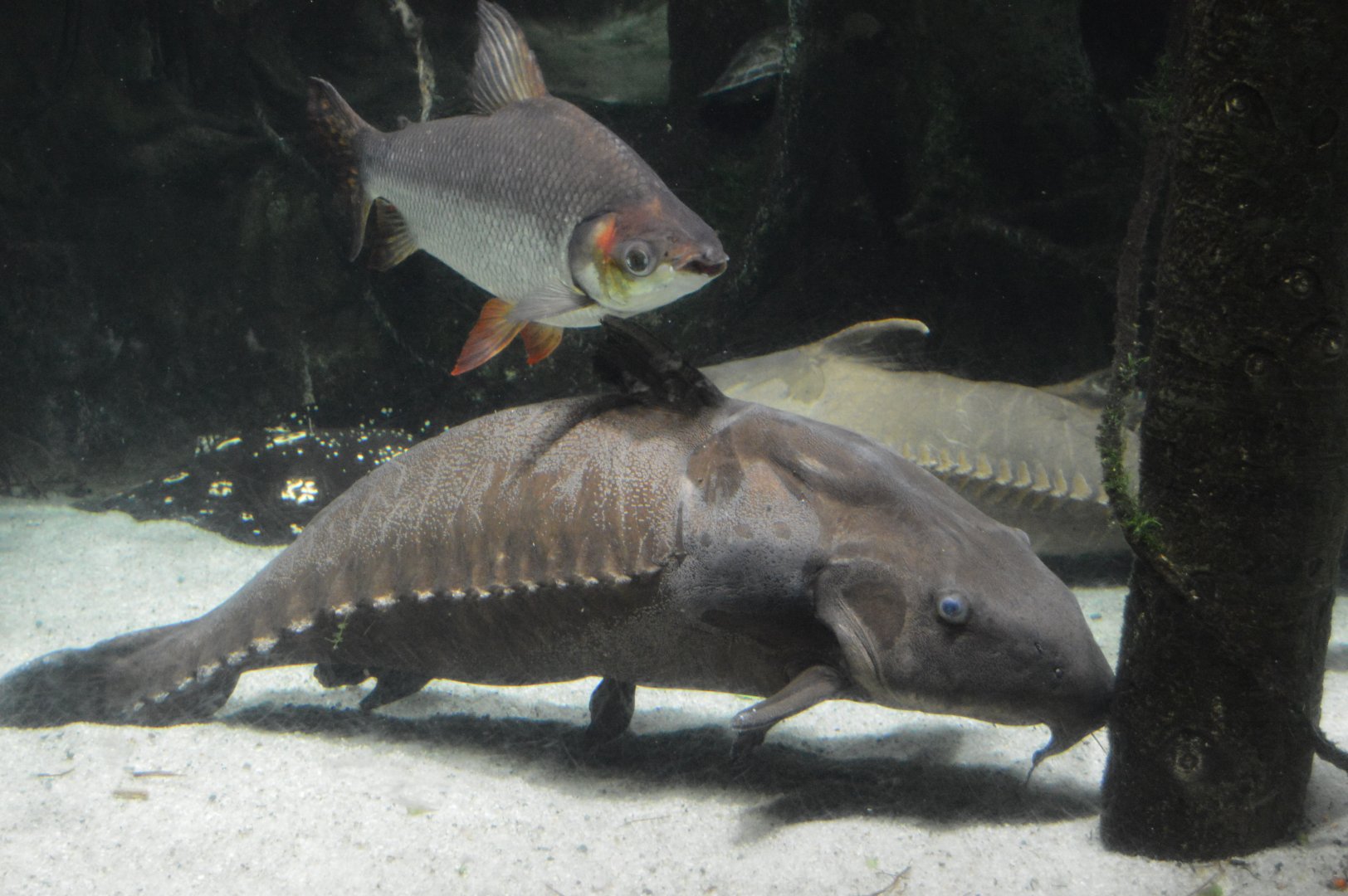 Amazon River Forest - Ripsaw Catfish (Oxydoras niger) and Silver Prochilodus (Semaprochilodus taeniurus)