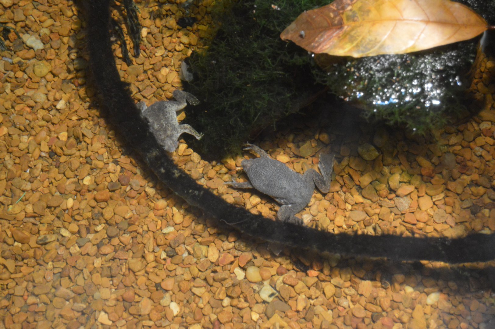 Amazon River Forest - Sabana Surinam Toad (Pipa parva)