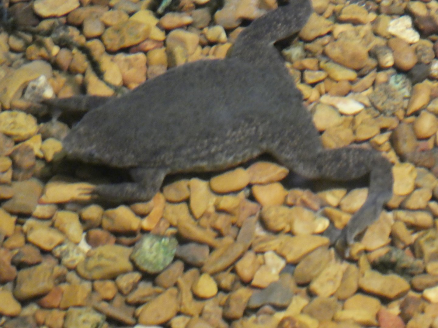 Amazon River Forest; Sabana Surinam Toad