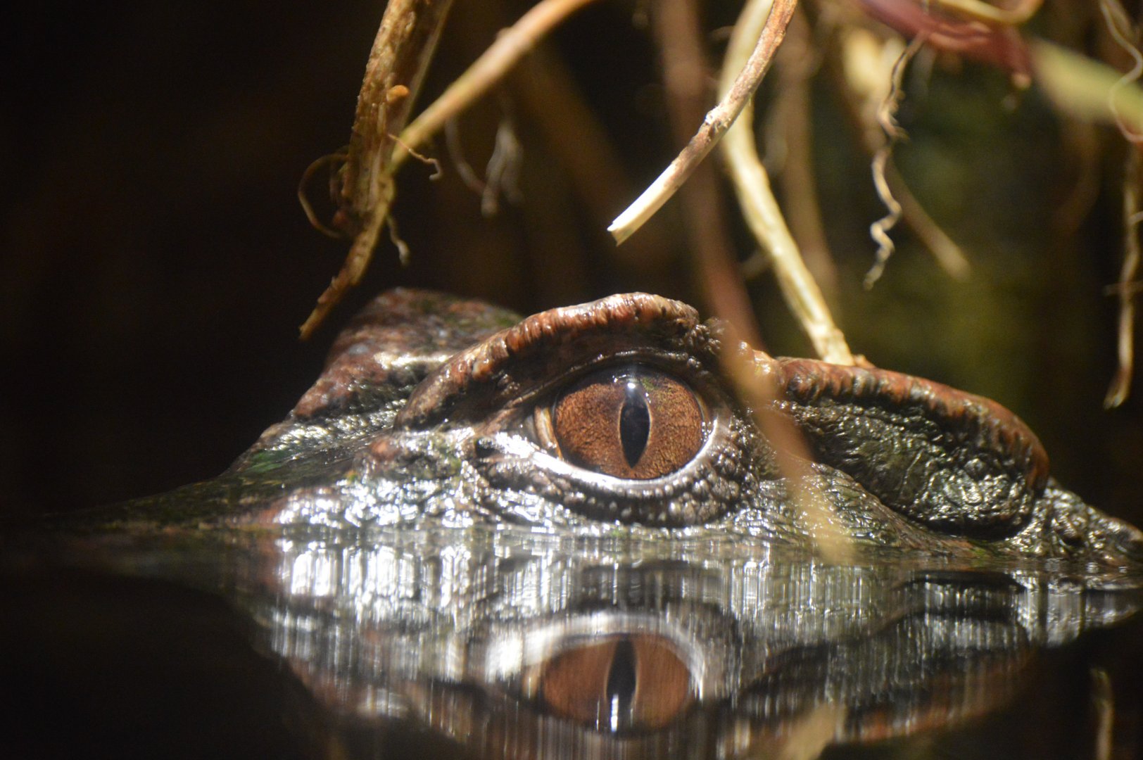 Amazon River Forest - Schneider's Dwarf Caiman (Paleosuchus trigonatus)