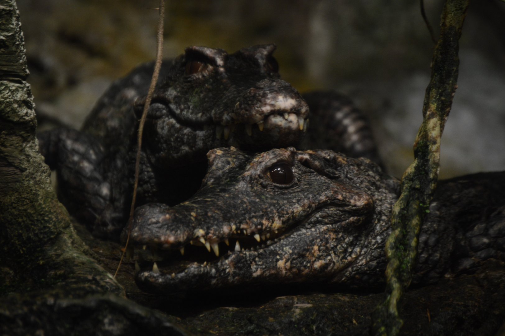 Amazon River Forest - Schneider's Dwarf Caimans (Paleosuchus trigonatus)