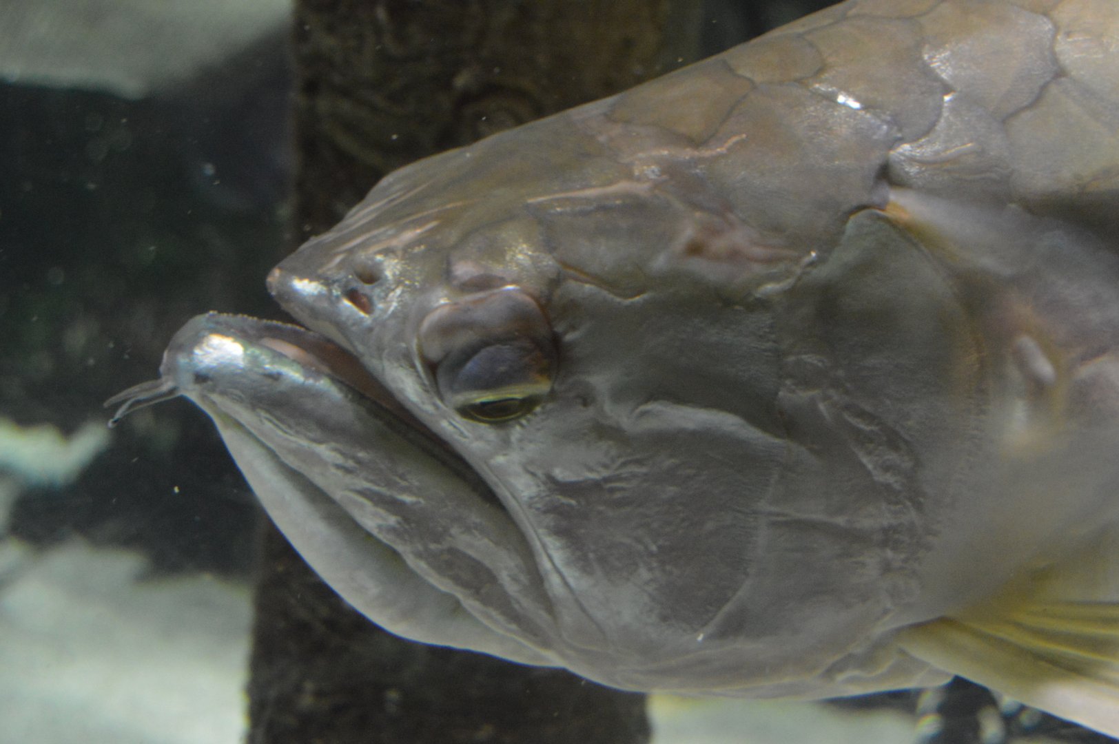Amazon River Forest - Silver Arowana (Osteoglossum bicirrhosum)