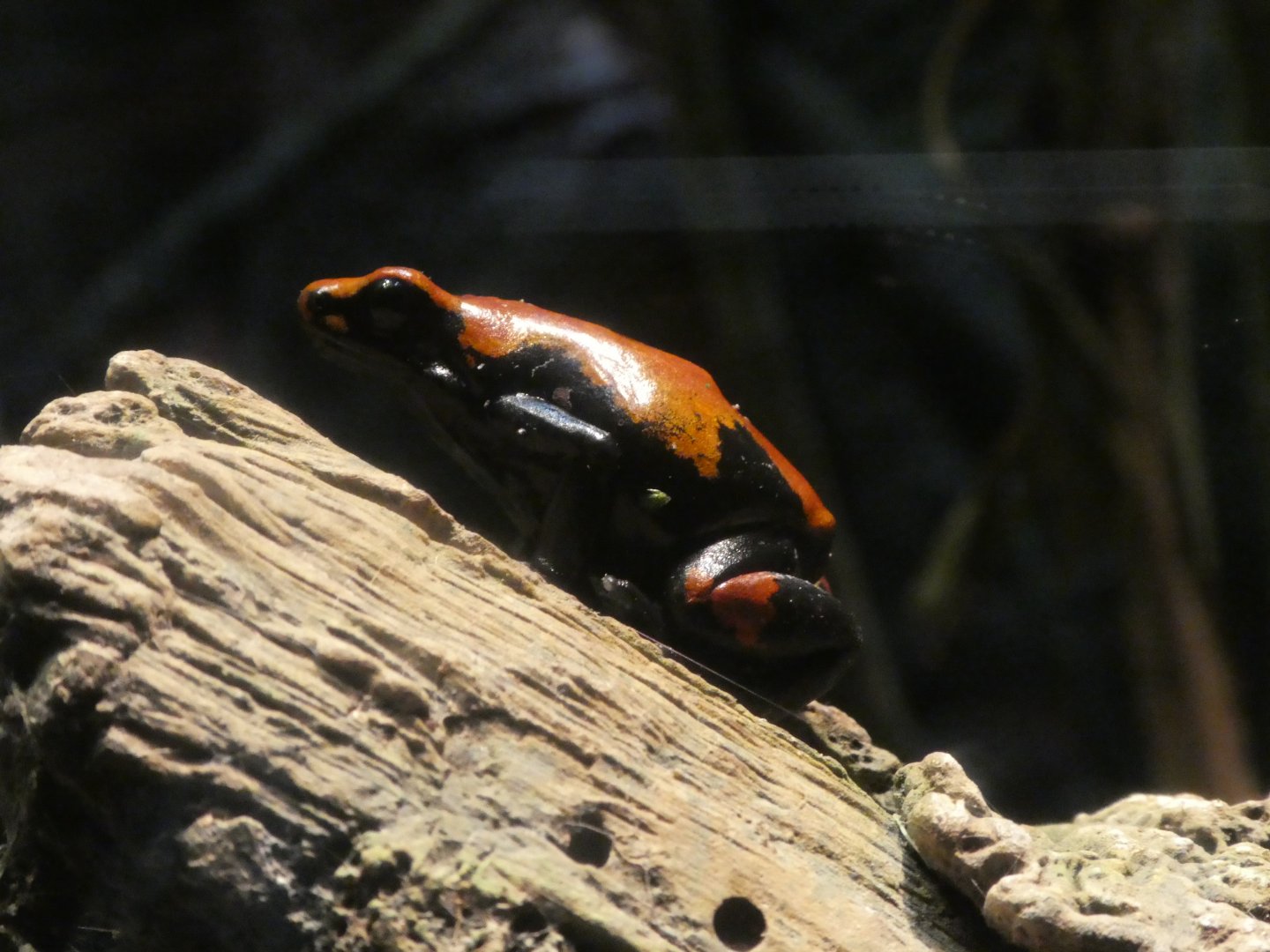 Amazon River Forest; Splash-backed Poison Frog
