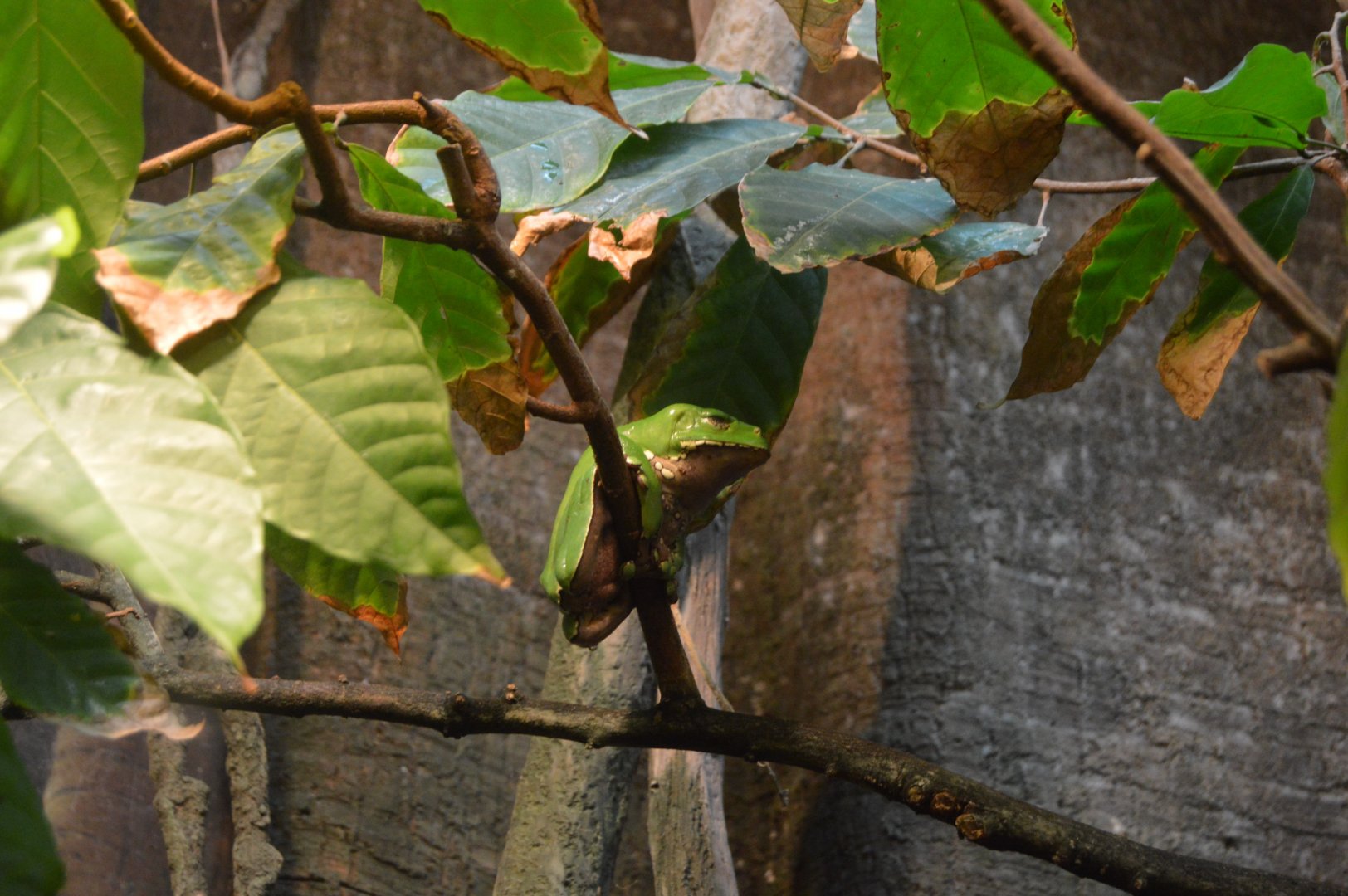 Amazon River Forest - Waxy Monkey Treefrog (Phyllomedusa bicolor)