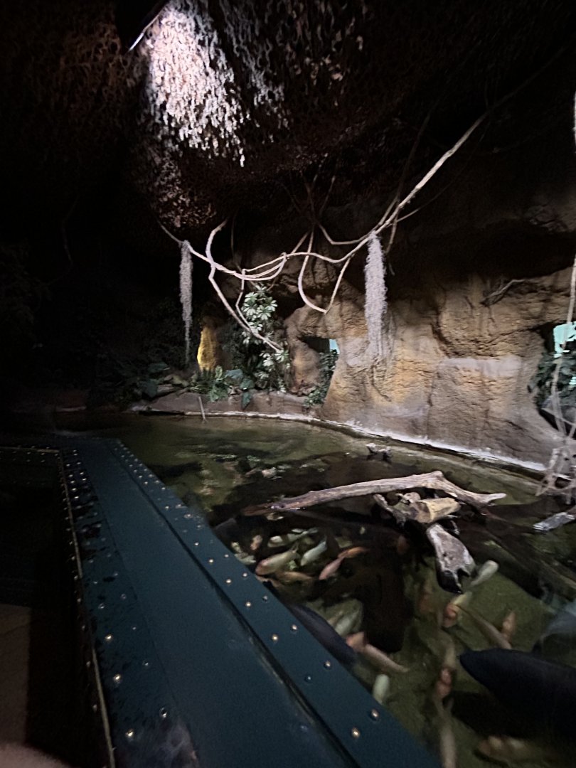 Amazon River monster tank