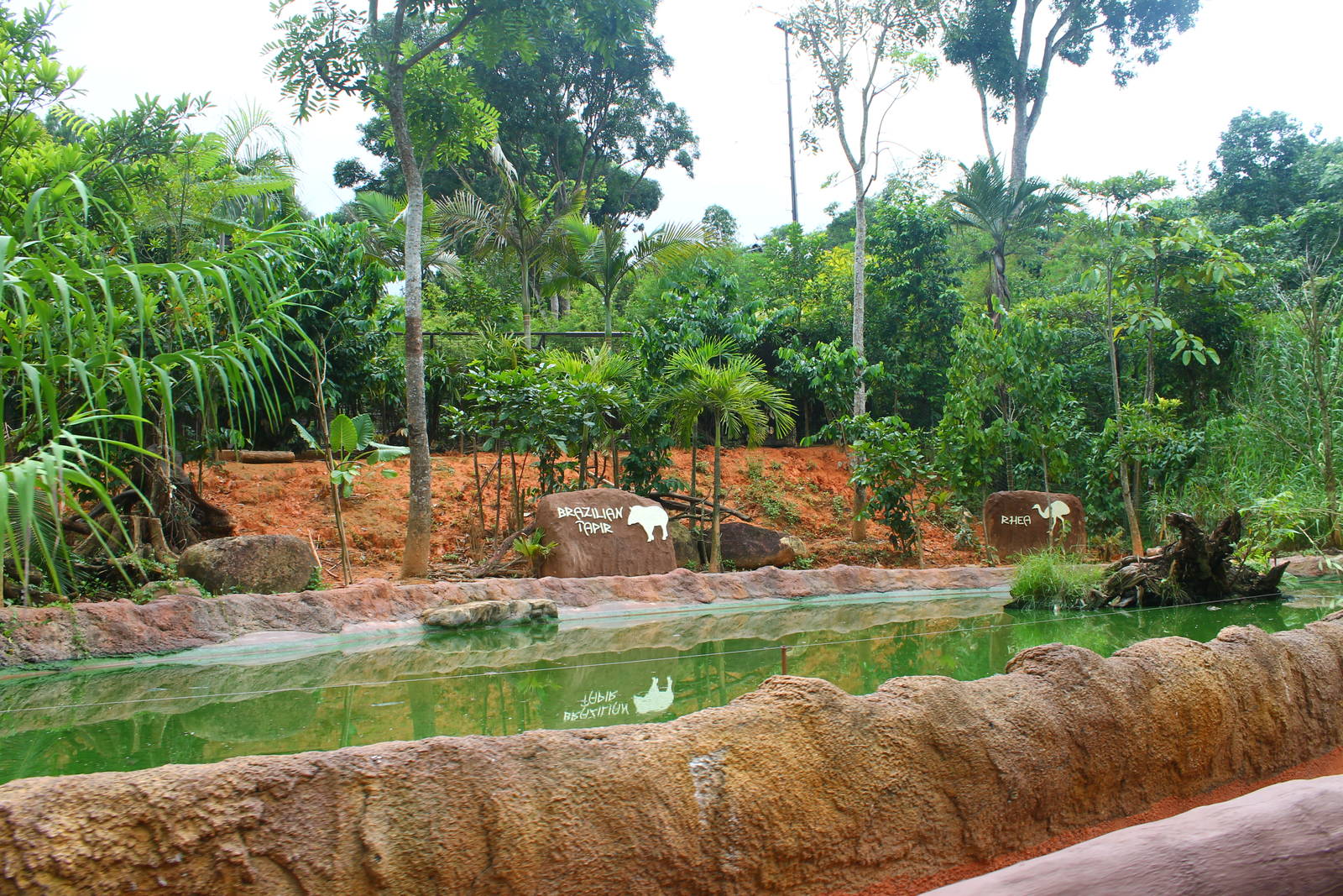 Amazon River Quest - Brazilian Tapir exhibit