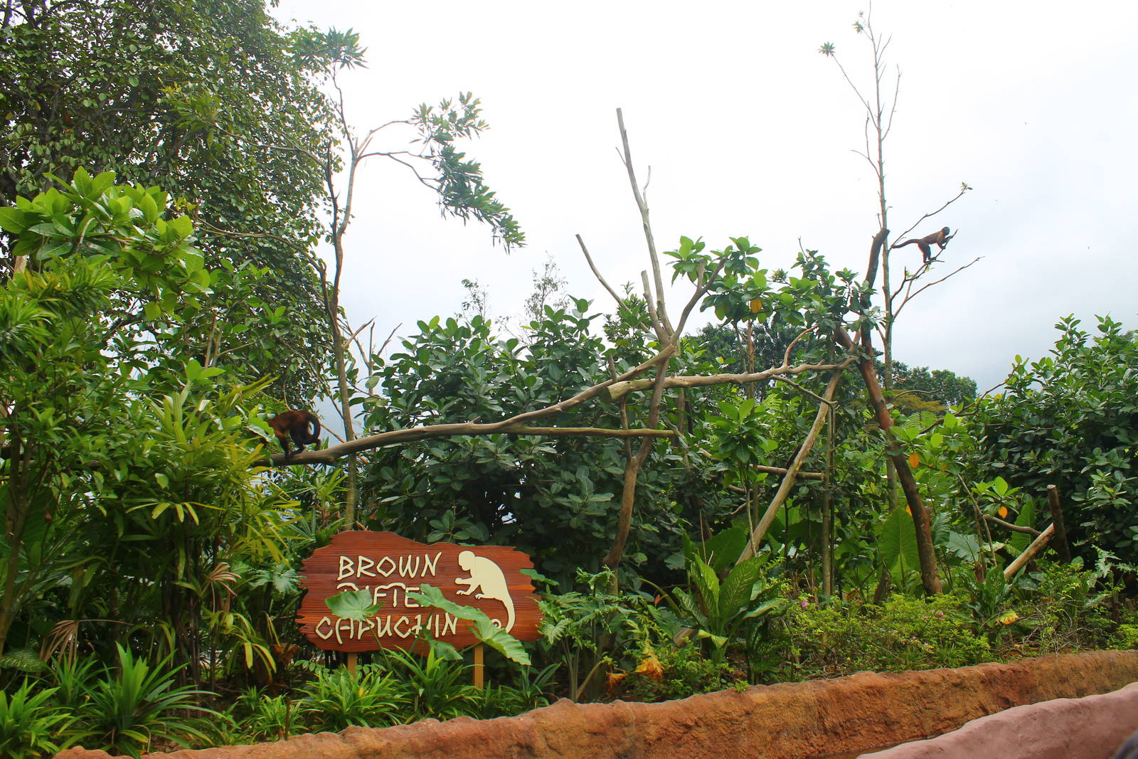 Amazon River Quest - Brown Tufted Capuchin exhibit