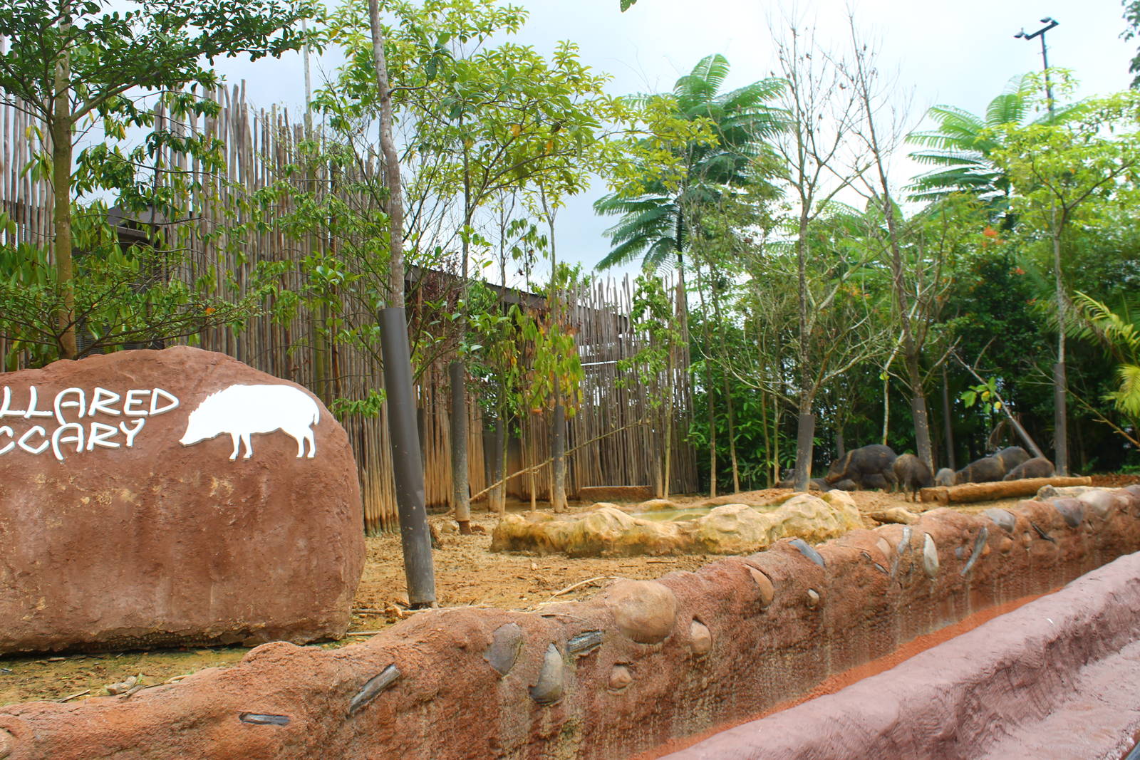 Amazon River Quest - Collared Peccary exhibit