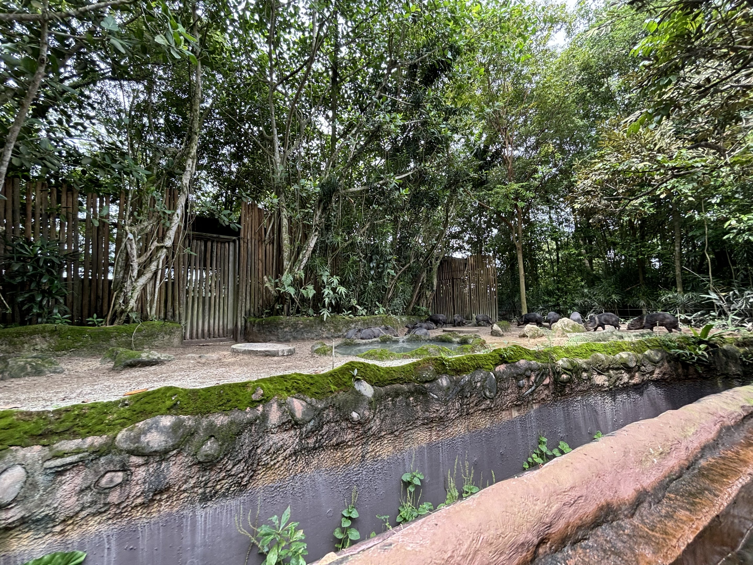 Amazon River Quest - Collared Peccary Exhibit