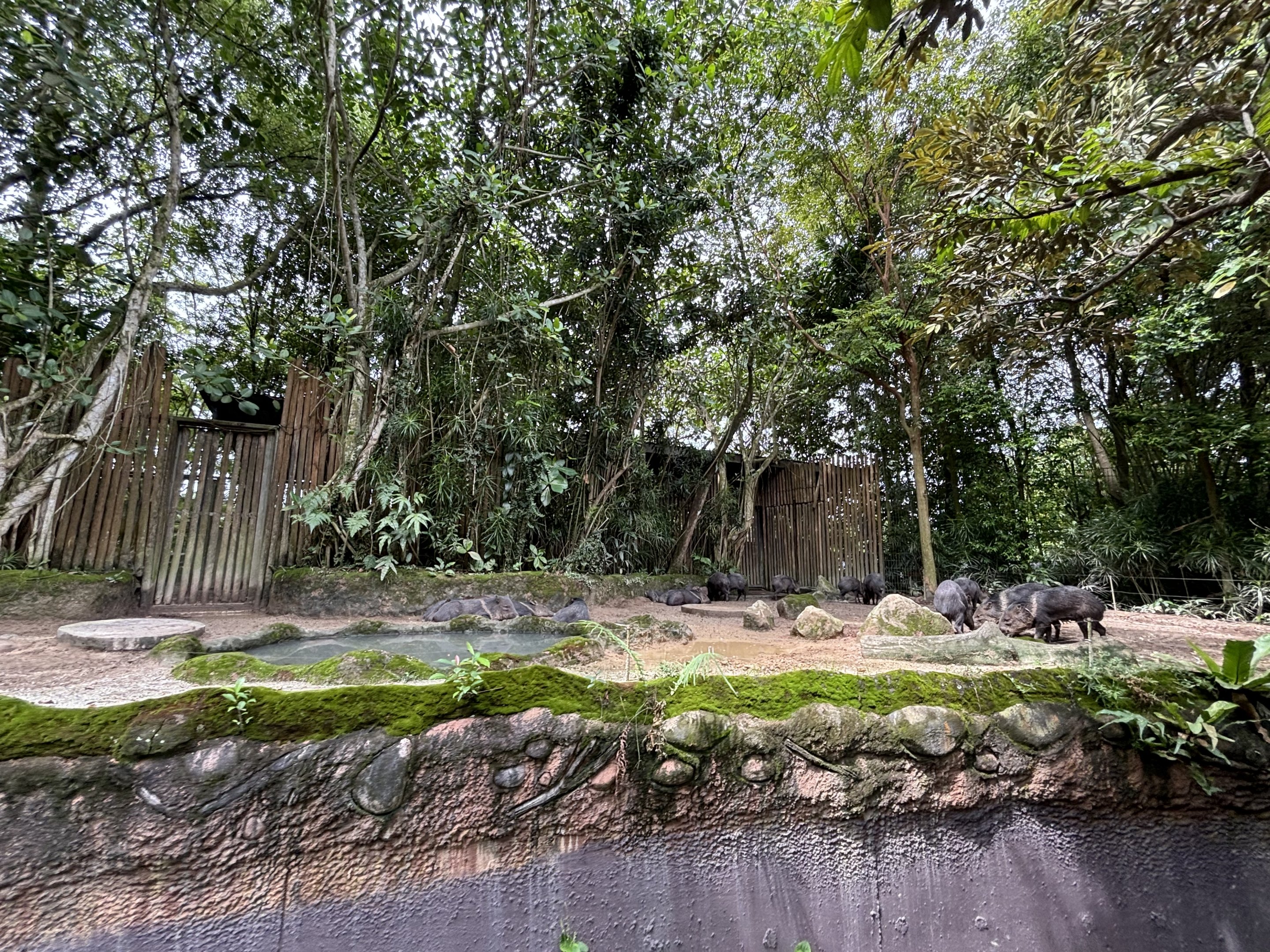 Amazon River Quest - Collared Peccary Exhibit