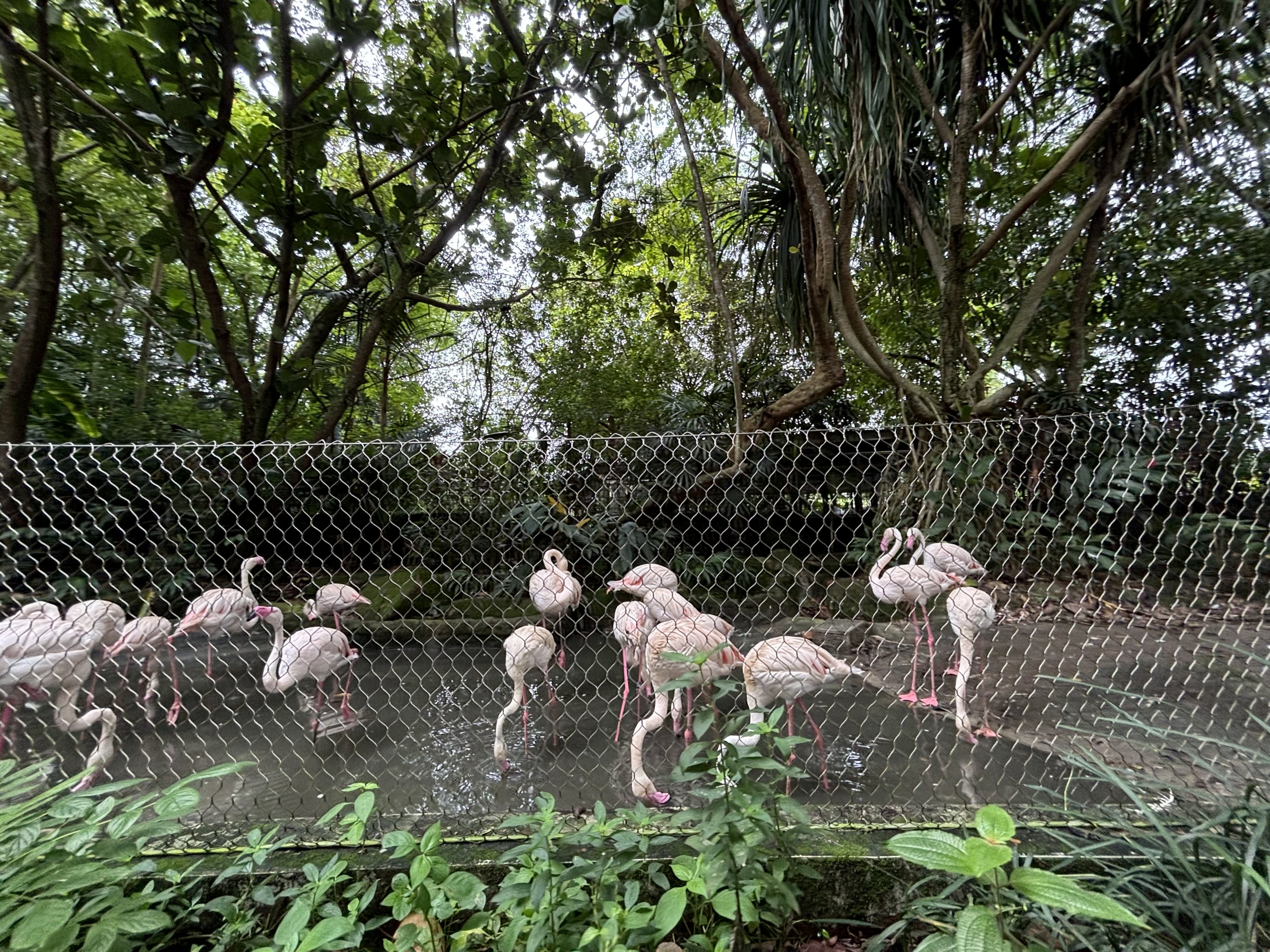Amazon River Quest - Flamingo Exhibit