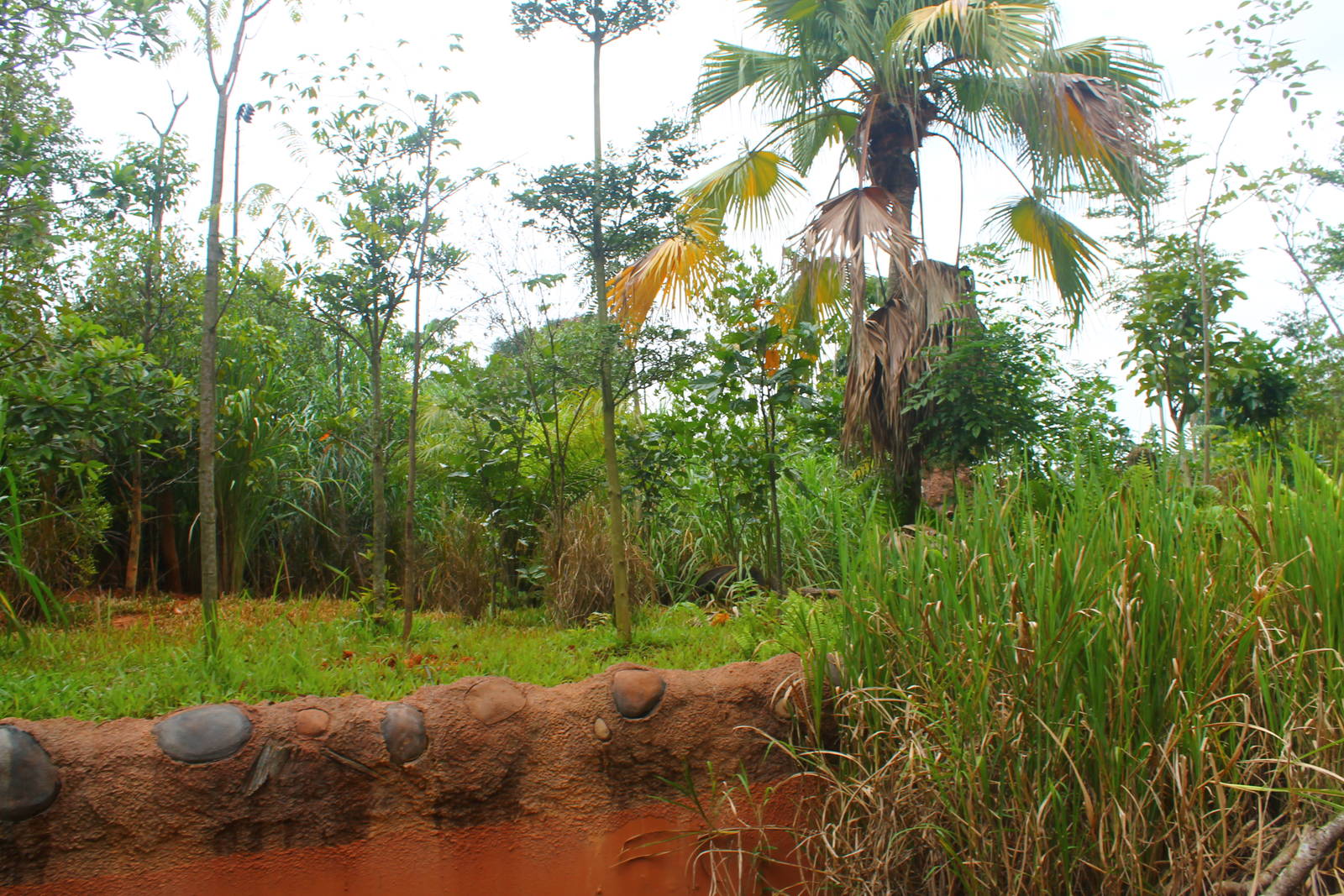 Amazon River Quest - Giant Anteater exhibit