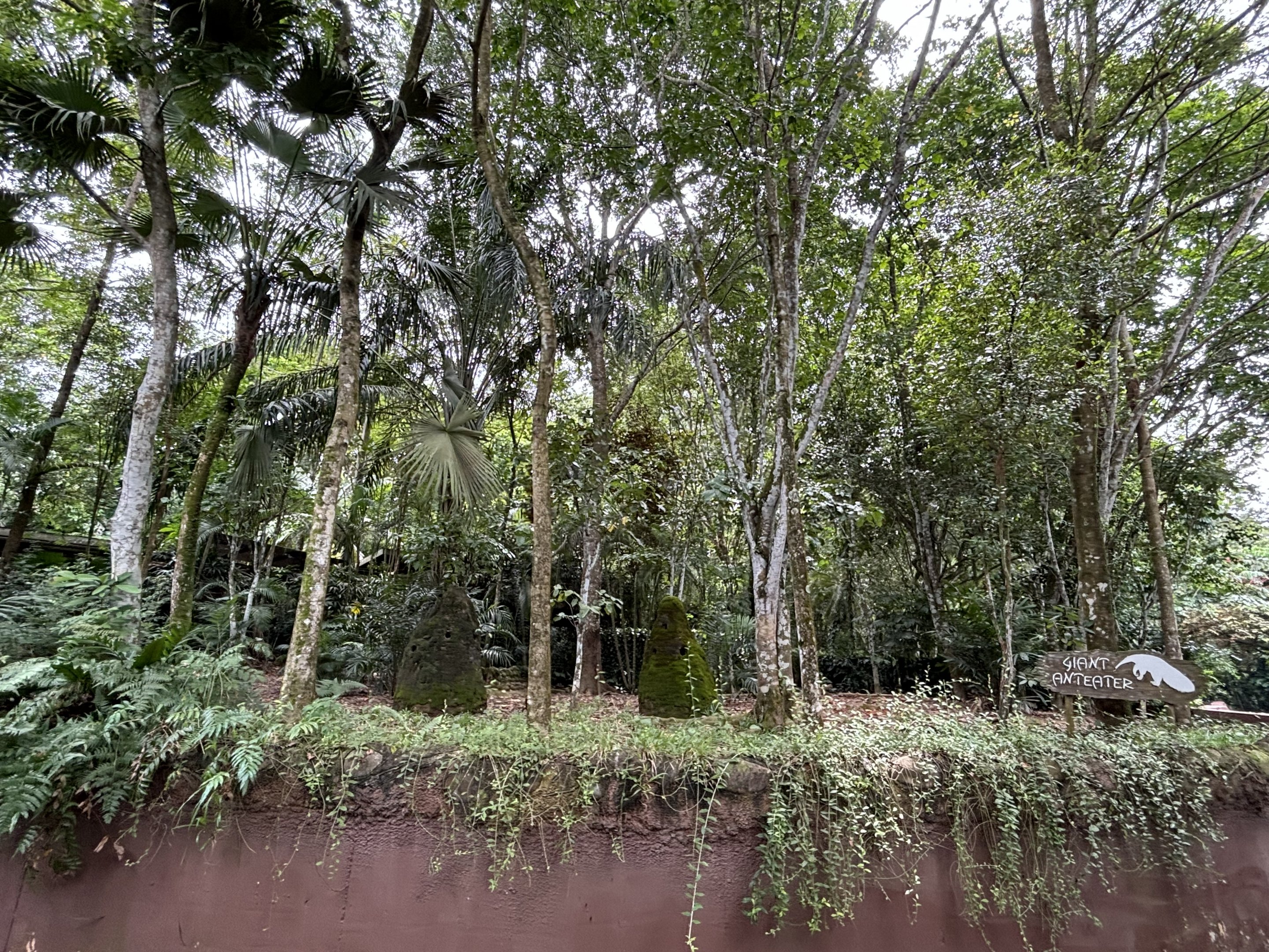 Amazon River Quest - Giant Anteater Exhibit