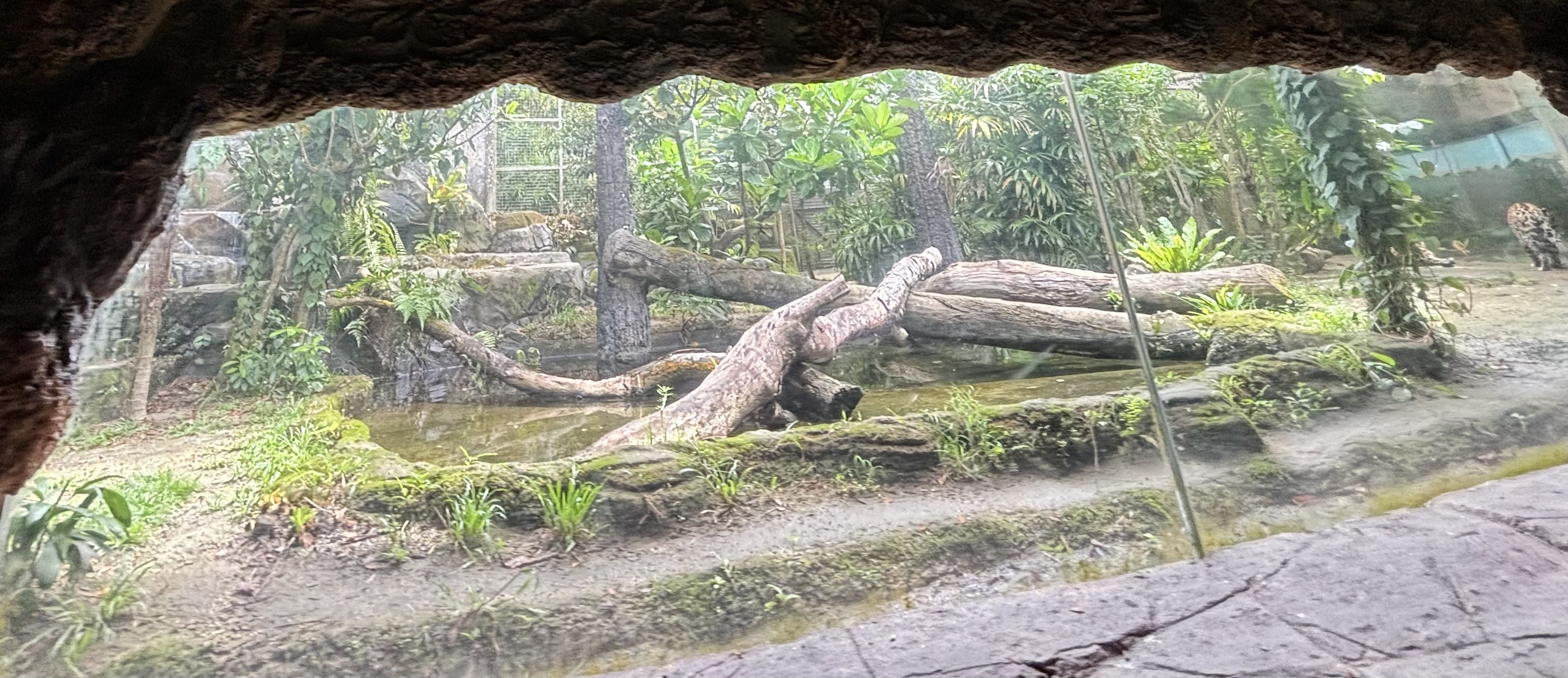 Amazon River Quest - Jaguar Exhibit