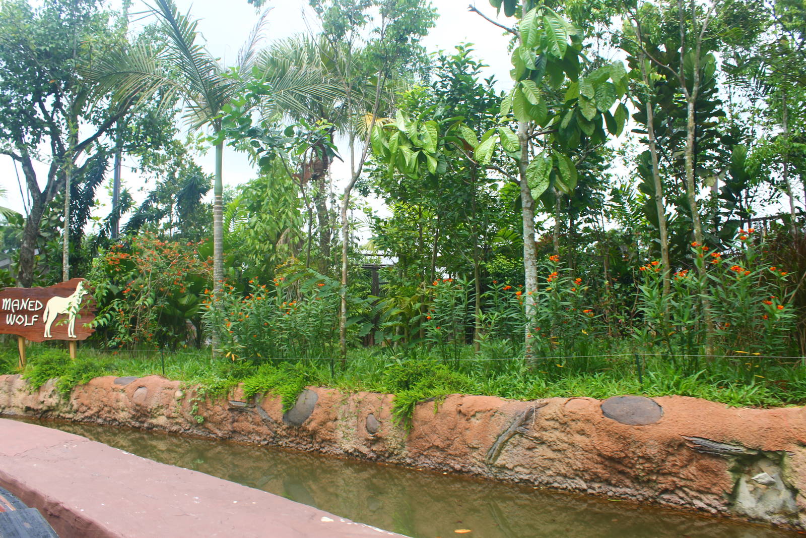 Amazon River Quest - Maned Wolf exhibit