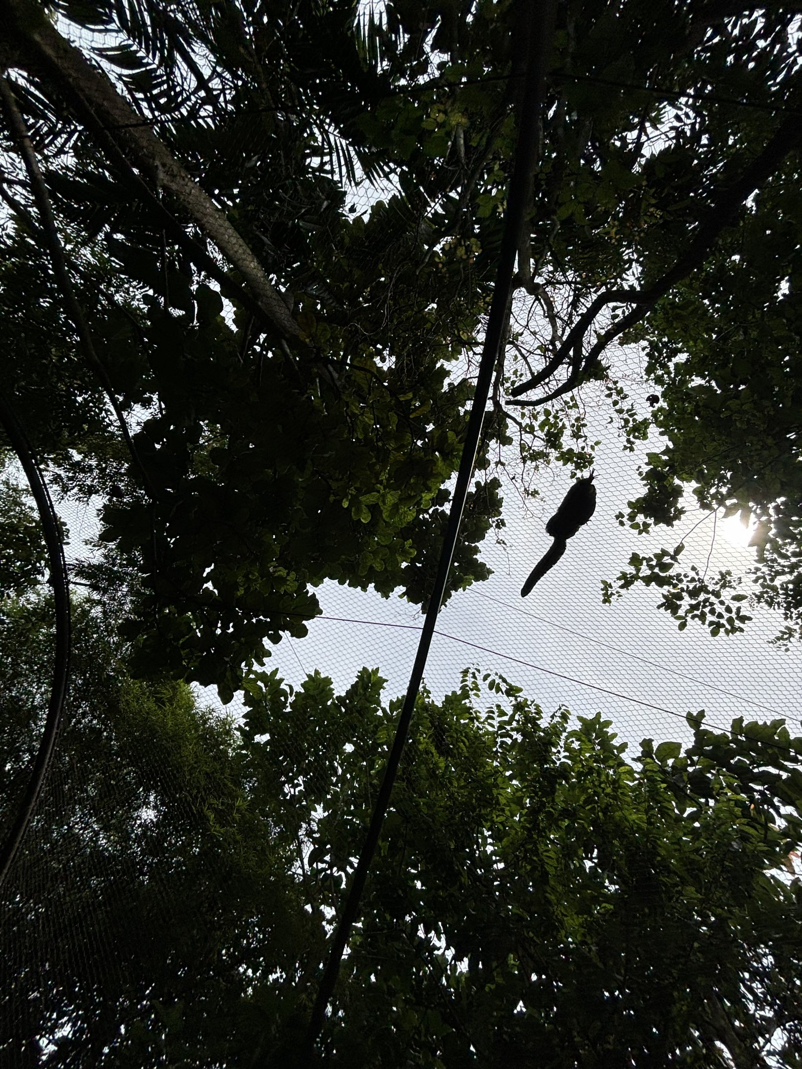 Amazon River Quest - Primate Tunnel Overhead Image