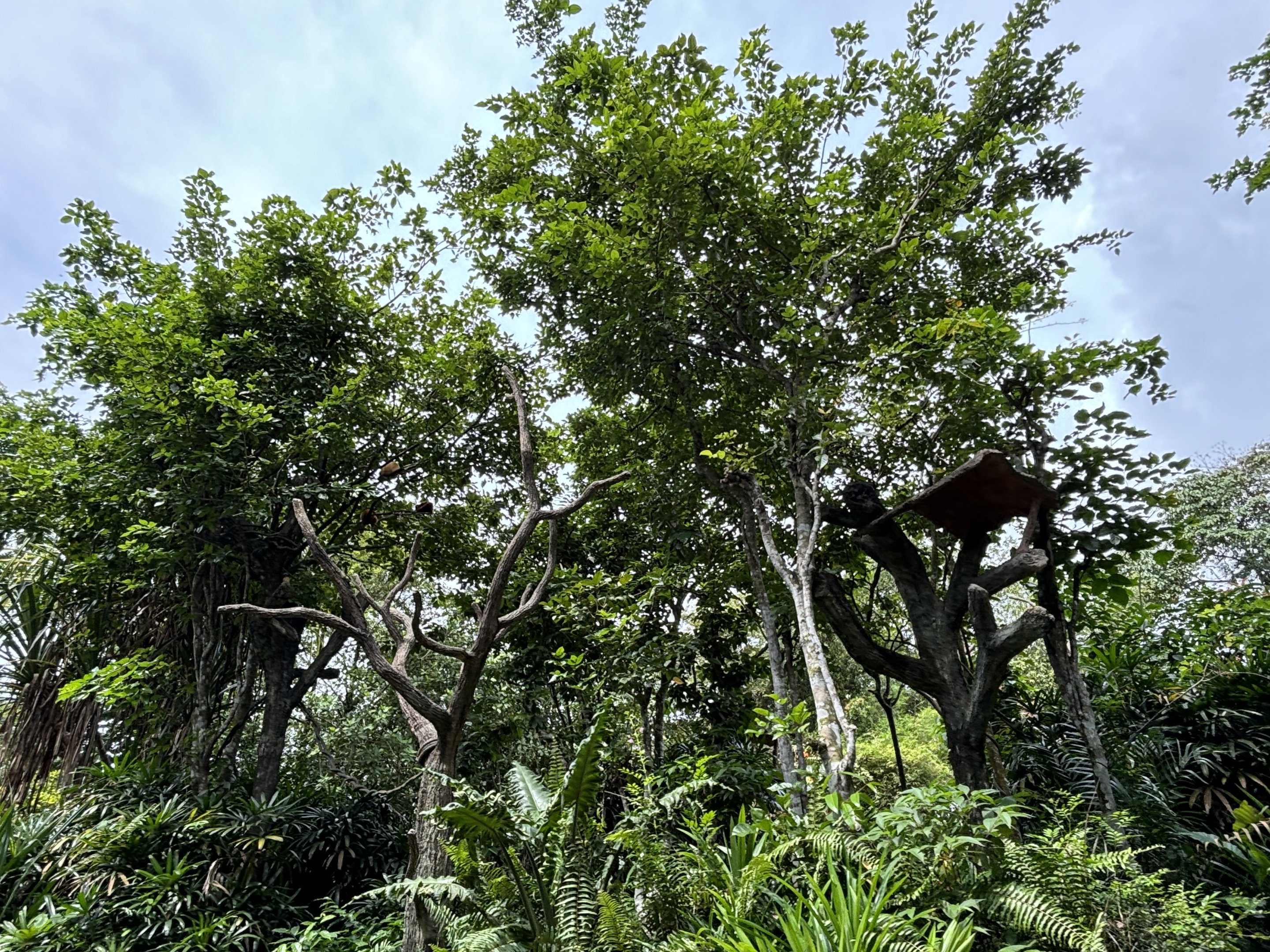 Amazon River Quest - Red Howler Monkey Exhibit