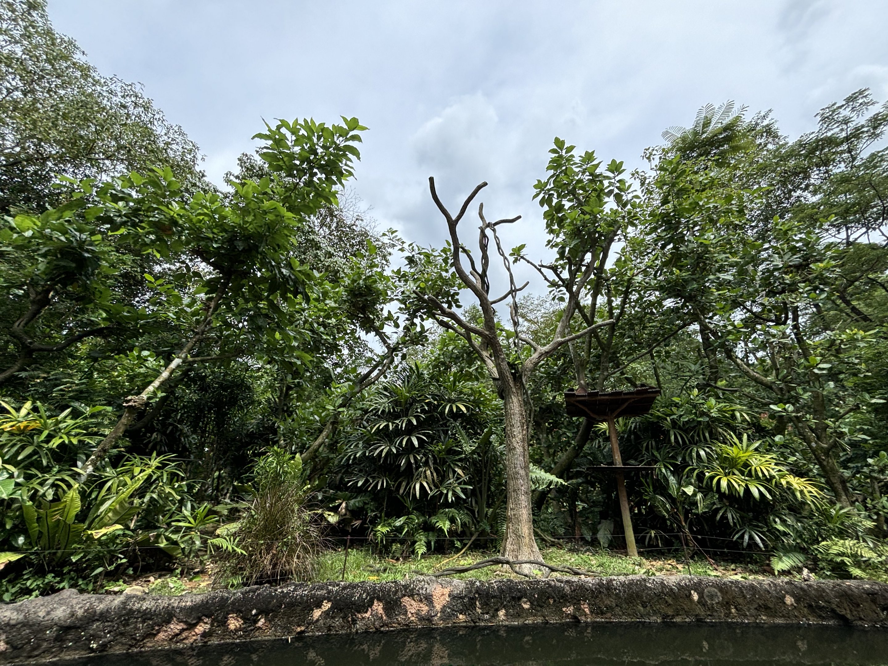 Amazon River Quest - Tufted Capuchin Exhibit