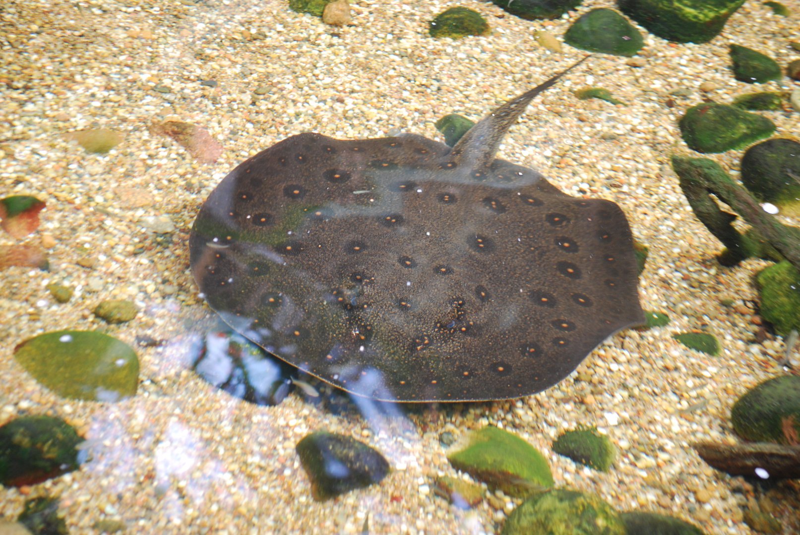 Amazon River Ray