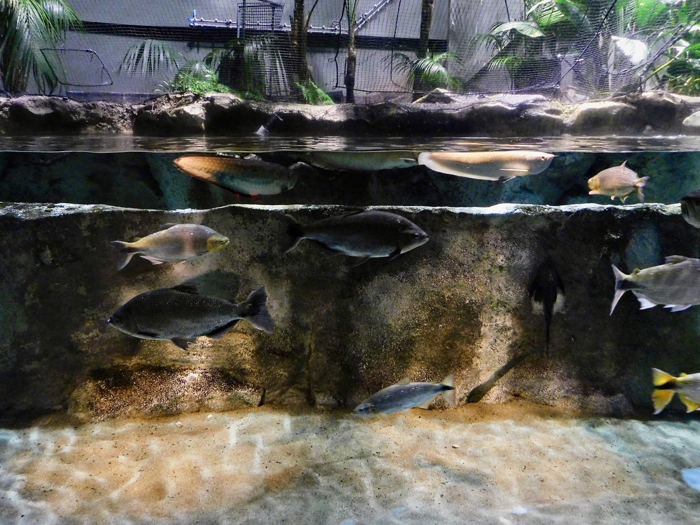 Amazon River Tank - Kawasui Kawasaki Aquarium October 8, 2025