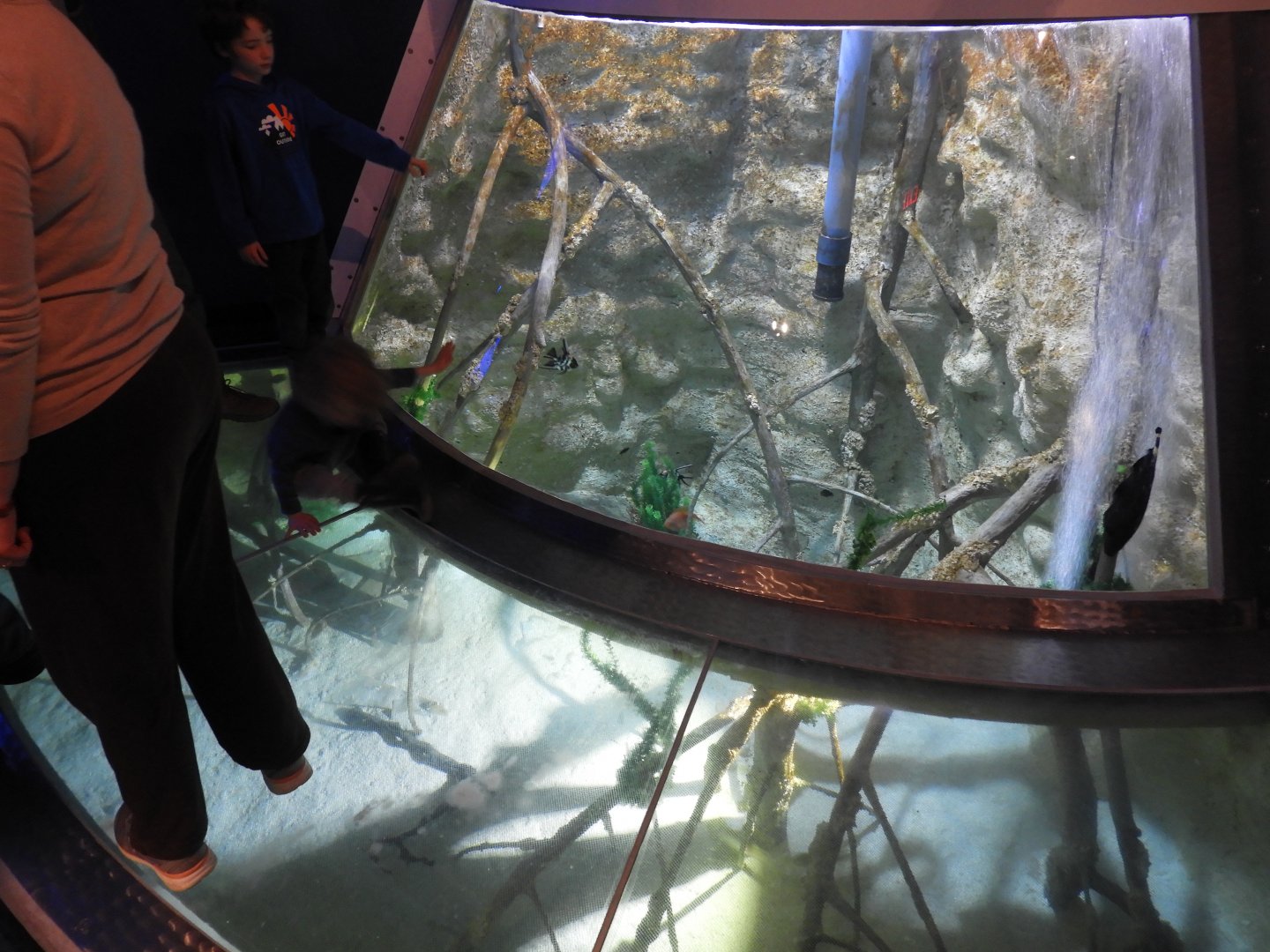 Amazon River Tank - Reiman Aquarium