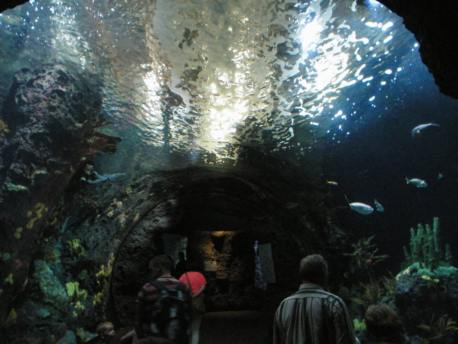 Amazon river tank