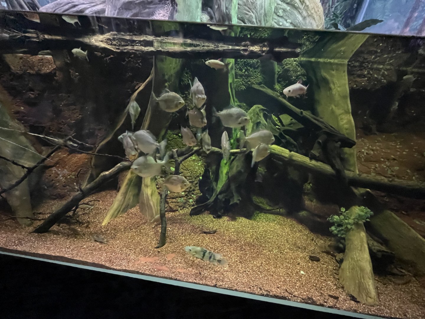 Amazon River Tank