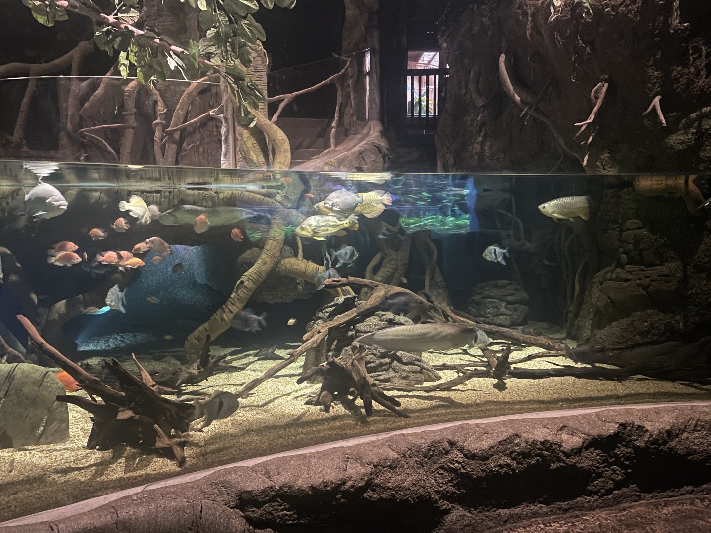 Amazon River Tank
