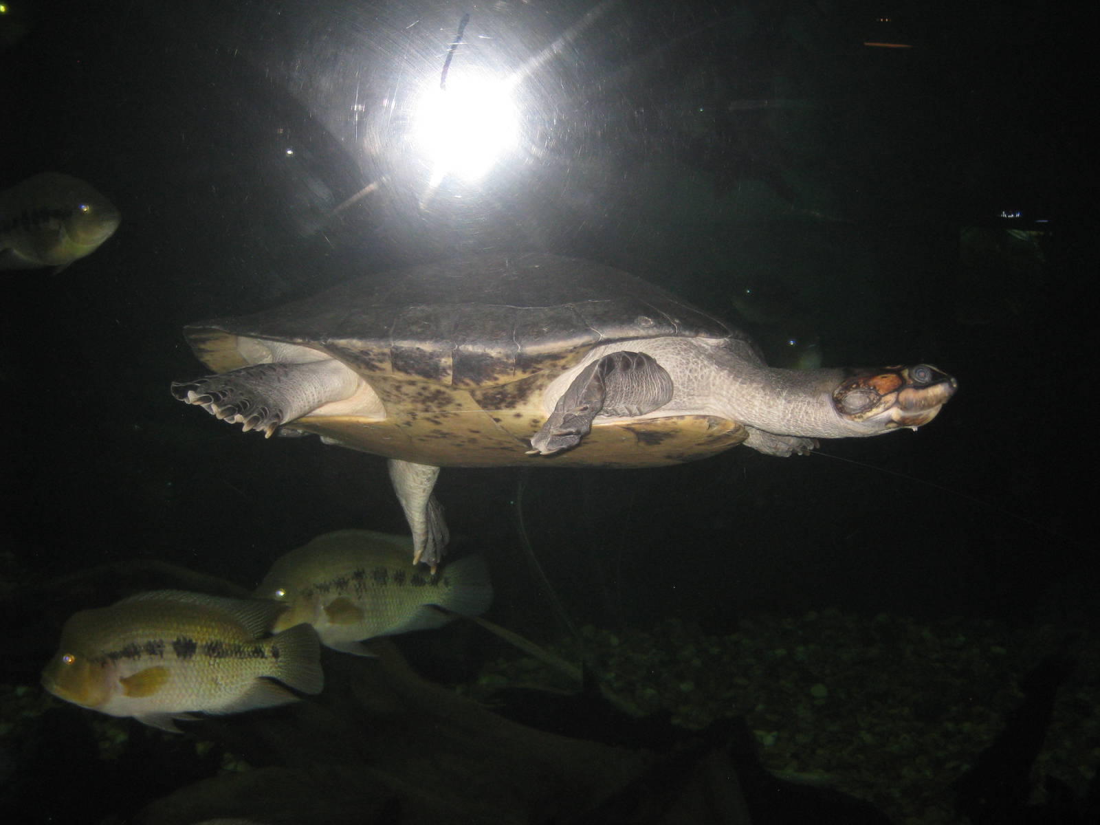 Amazon-River Turtle