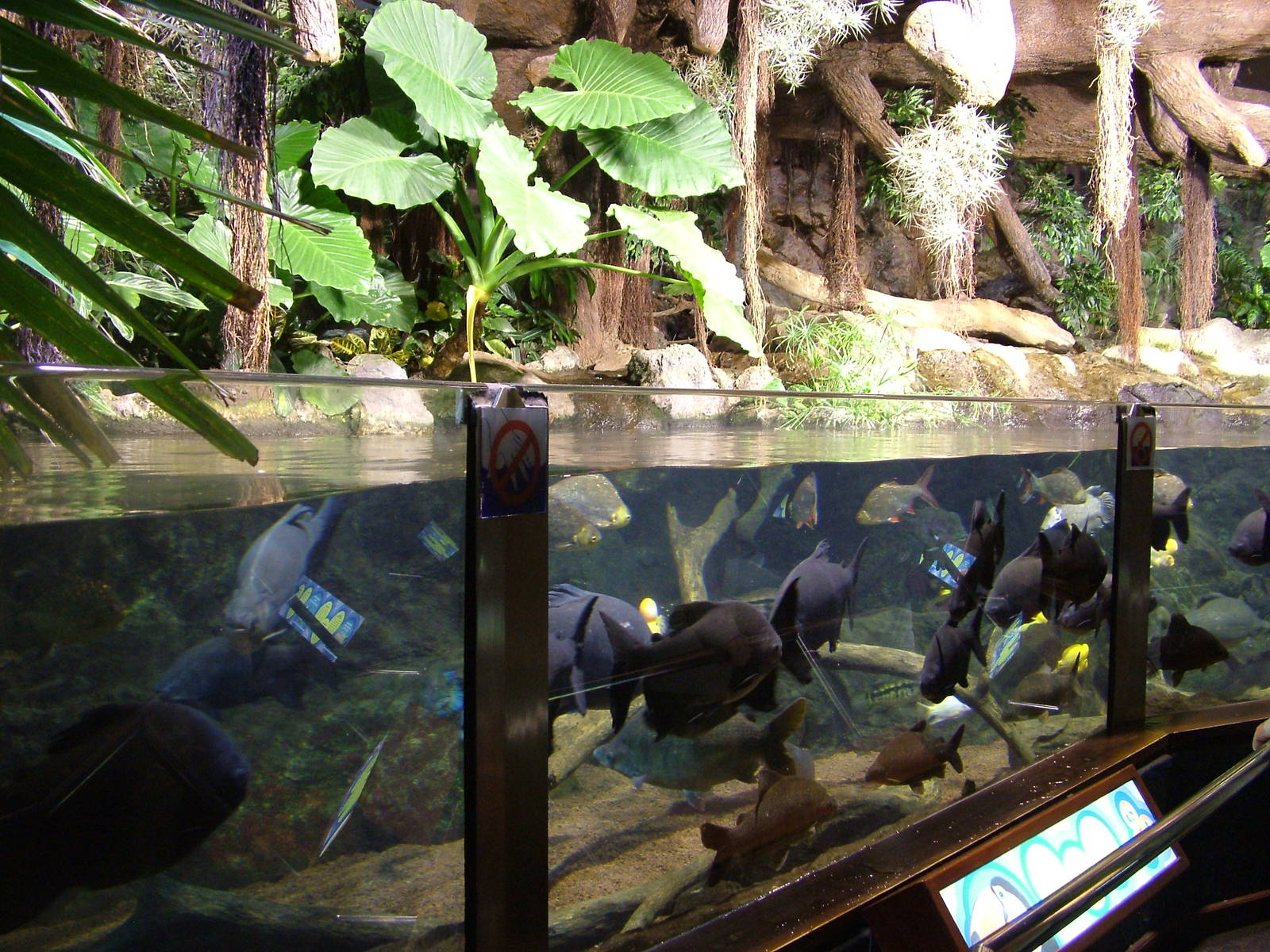 Amazon Tank at Loro Parque, 08/11/10
