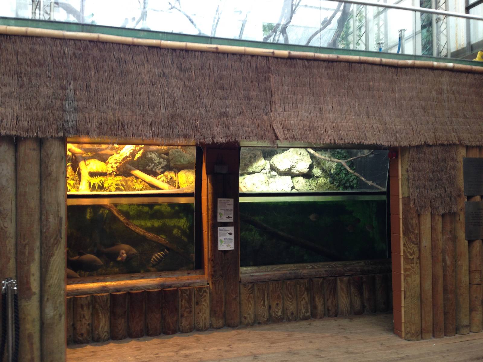 Amazon Tank at Tropical World - 02/10/2013