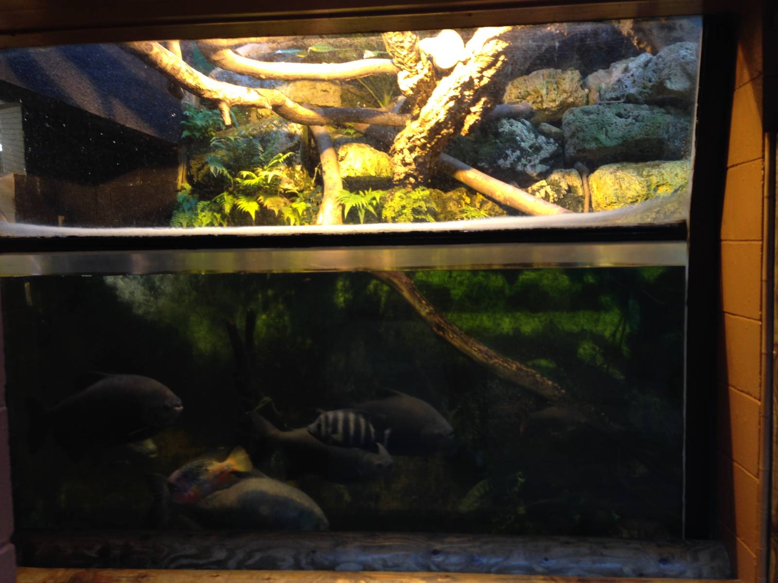 Amazon Tank at Tropical World - 02/10/2013