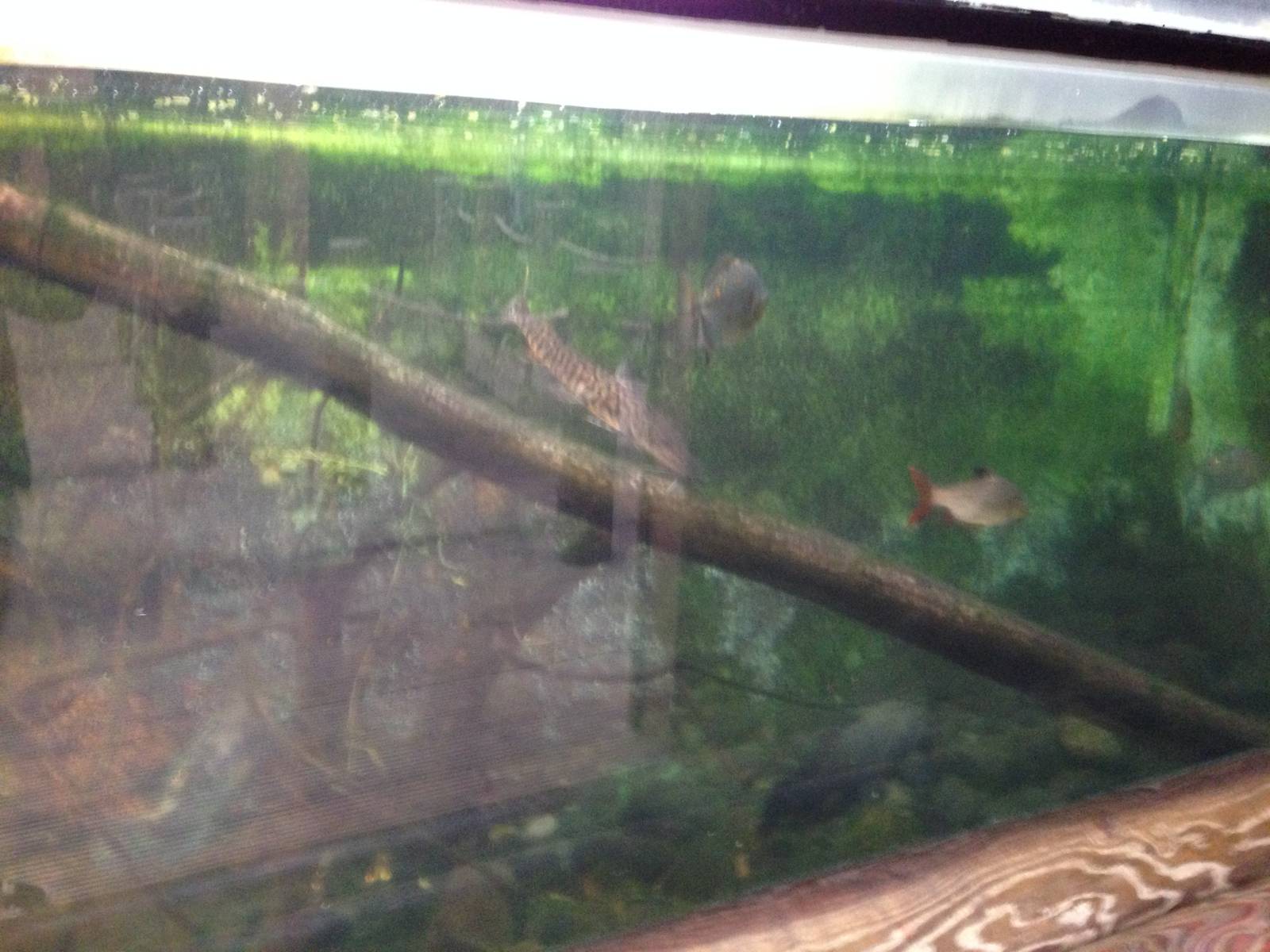 Amazon Tank at Tropical World - 02/10/2013
