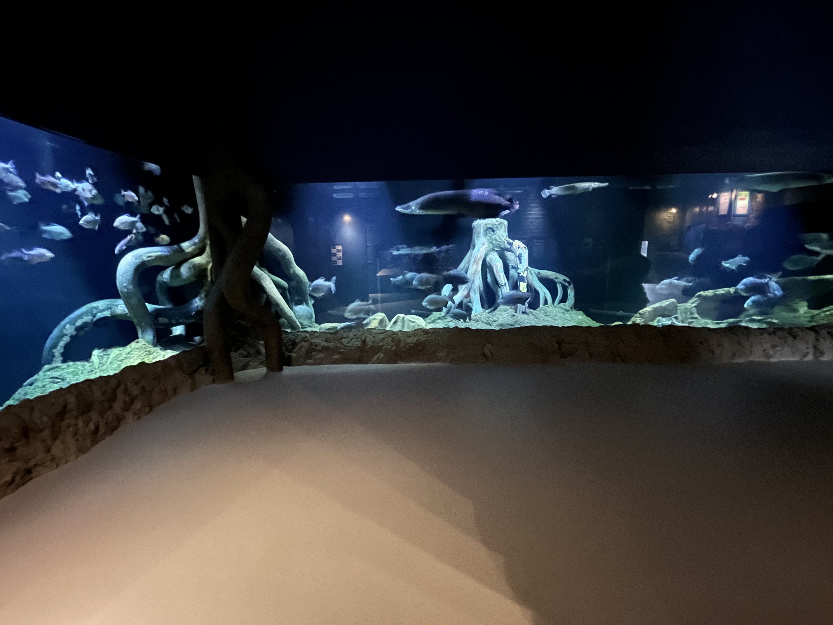 Amazon Tank - enormous!