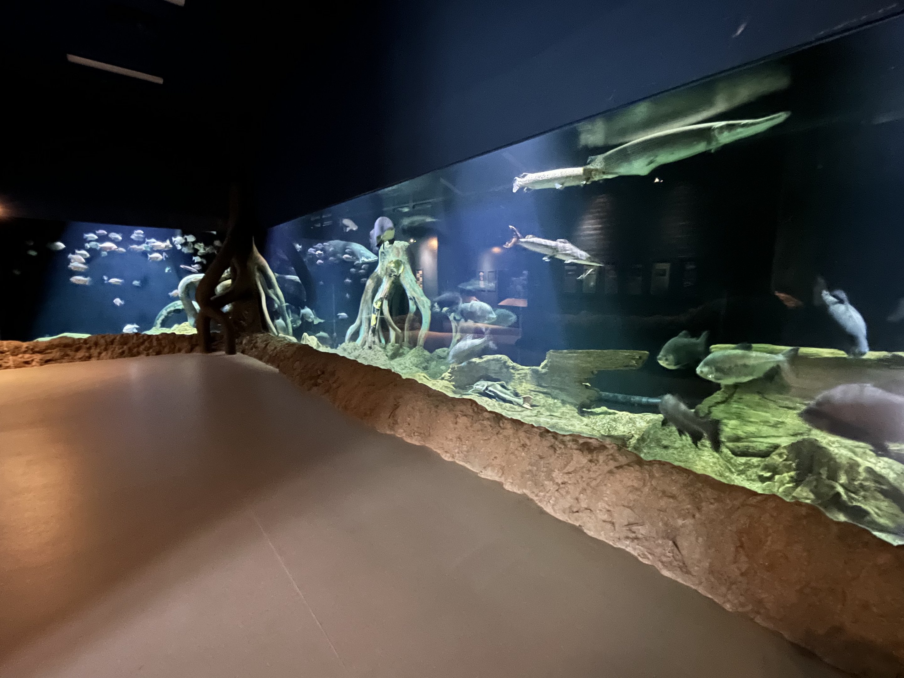 Amazon Tank - enormous!