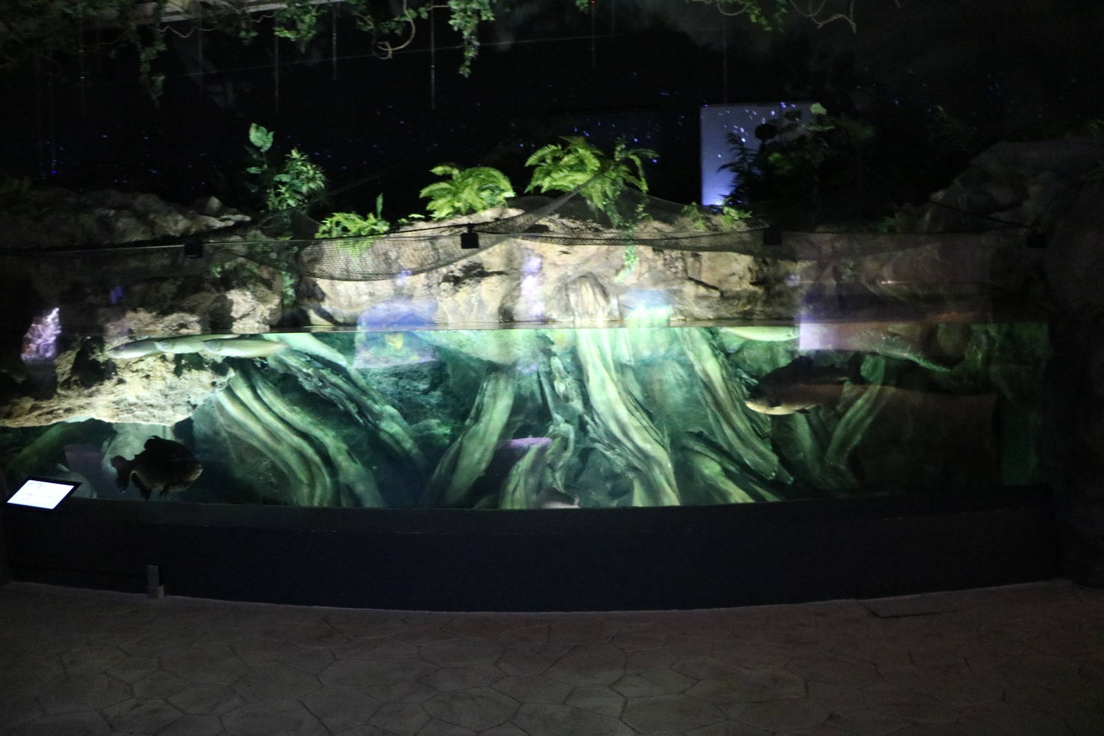 Amazon tank - EPSON Aqua Park, February 2016