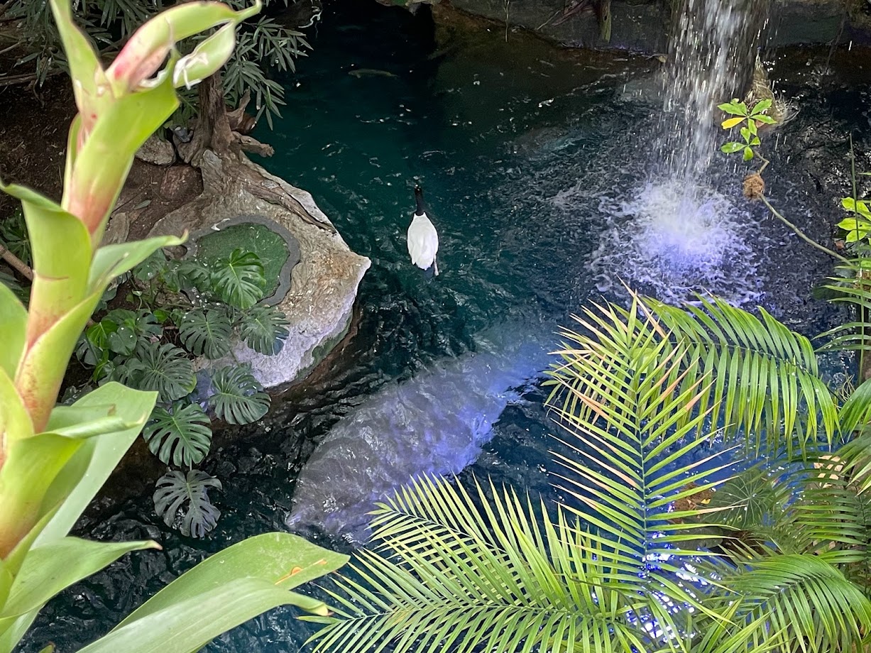 Amazon Tank From Above