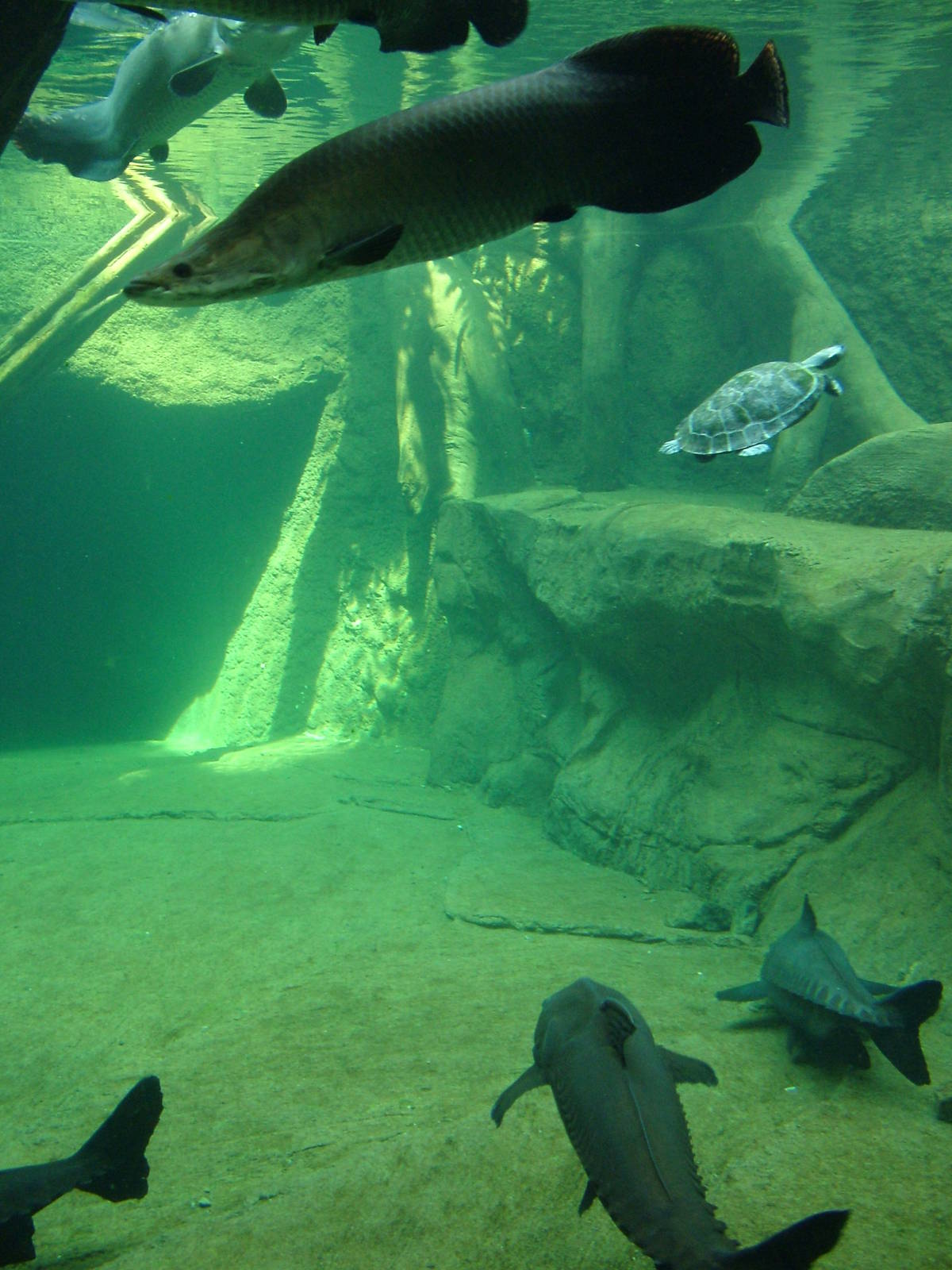 Amazon Tank - Gondwanaland, Leipzig, 02/09/11