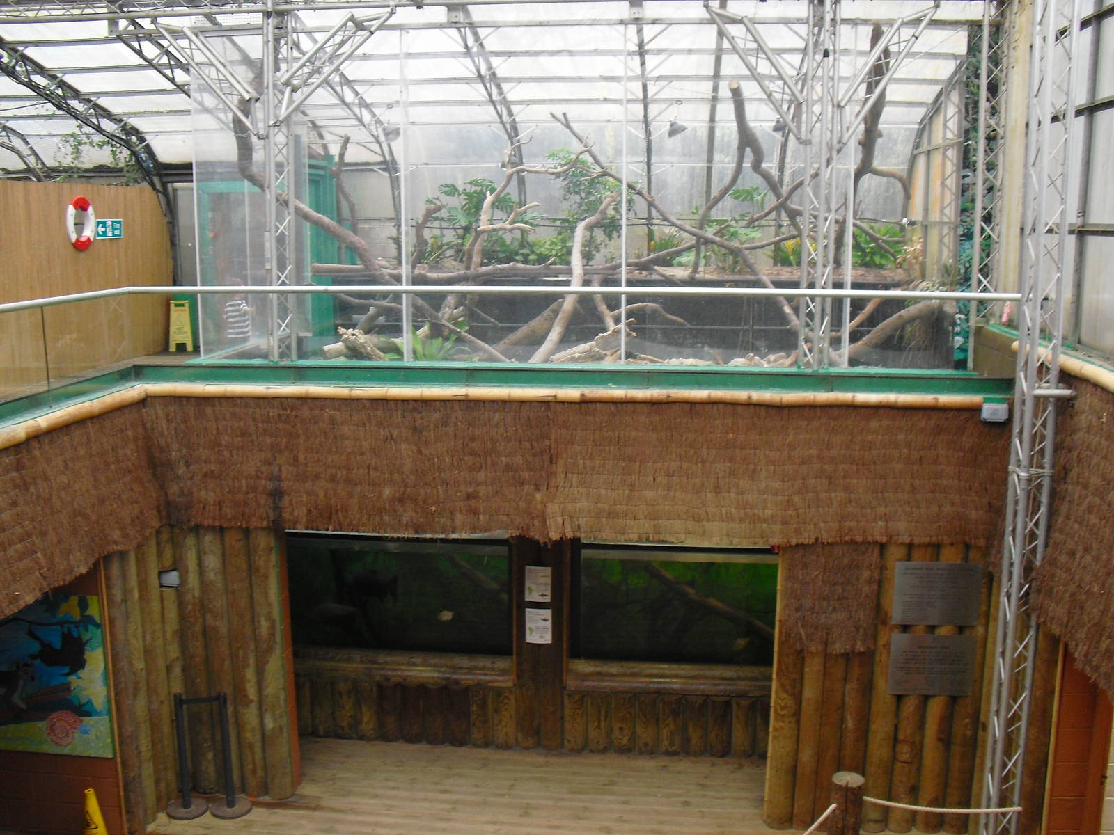 Amazon Tank/Iguana Exhibit - 12/10/2011