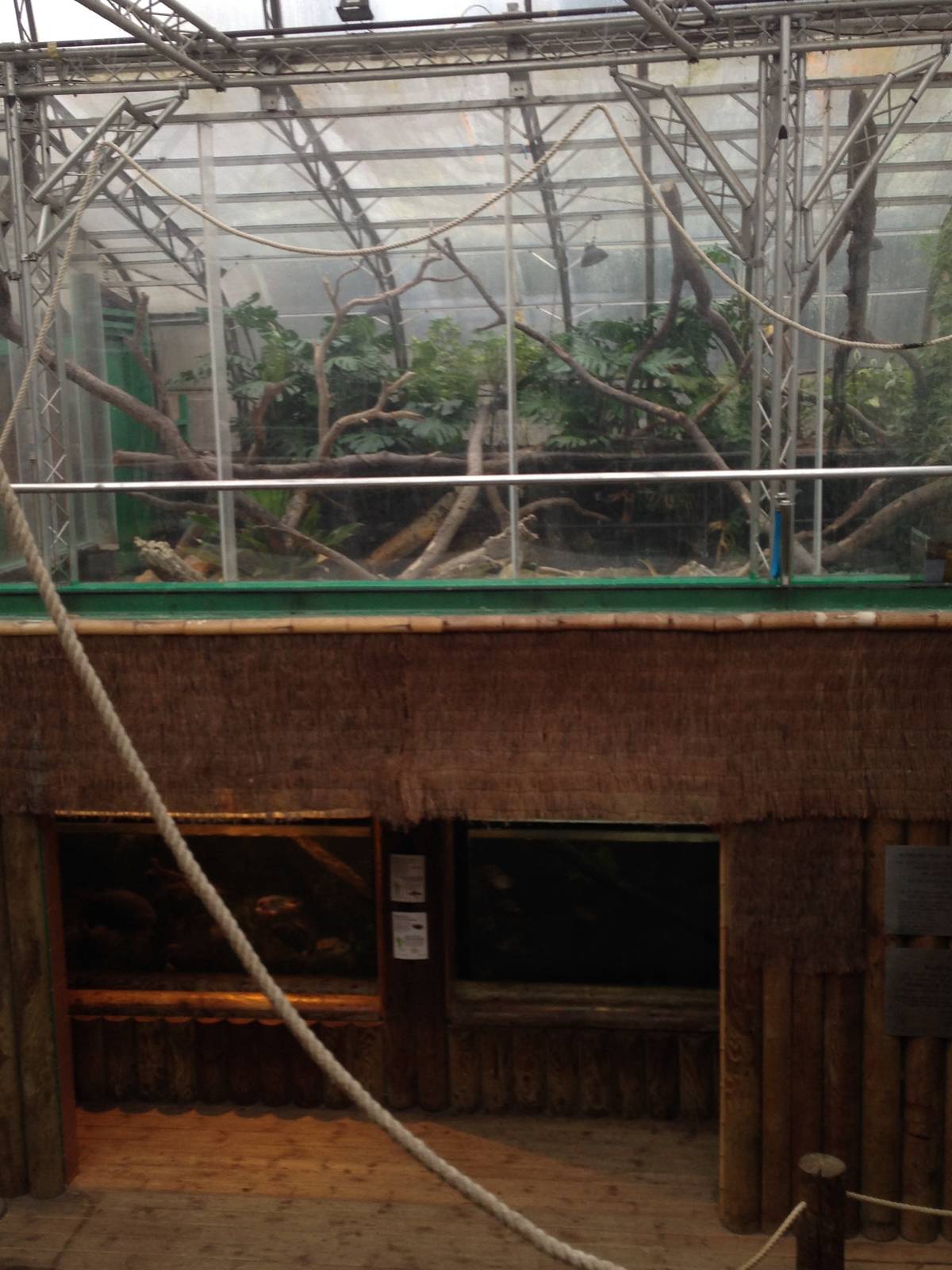 Amazon Tank / Iguana Exhibit at Tropical World - 02/10/2013