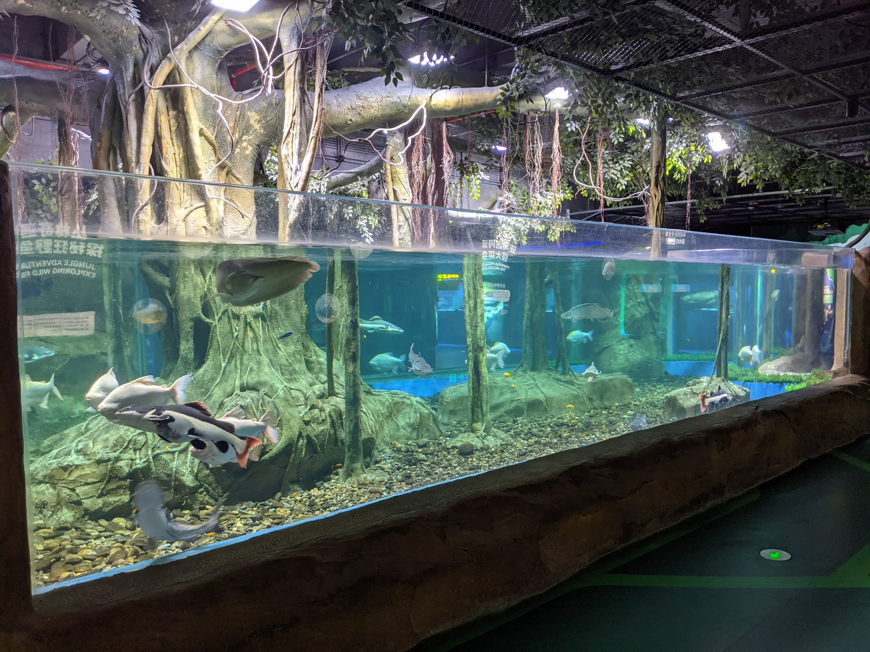 Amazon tank - Ocean World (Guangzhou)