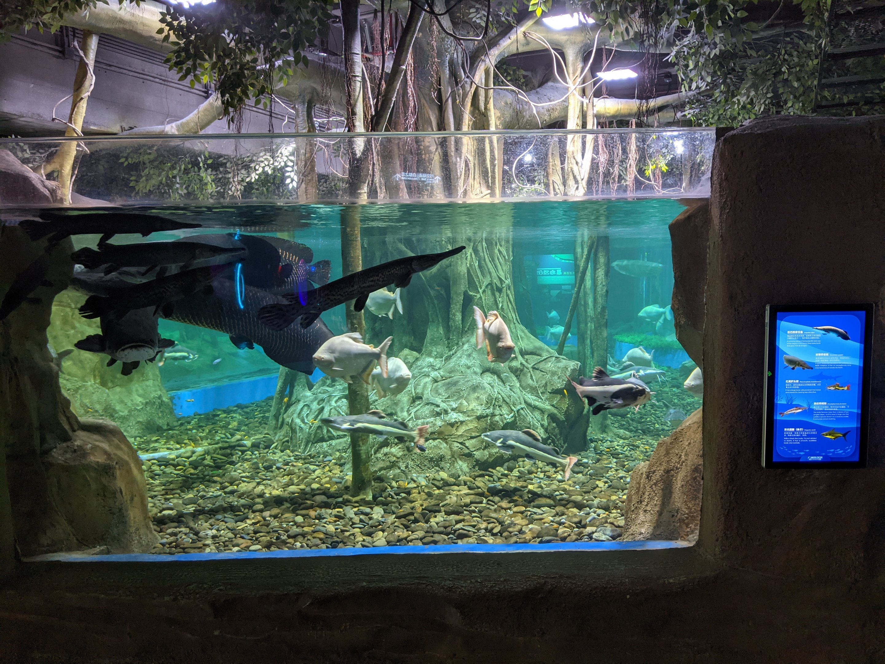 Amazon tank - Ocean World (Guangzhou)
